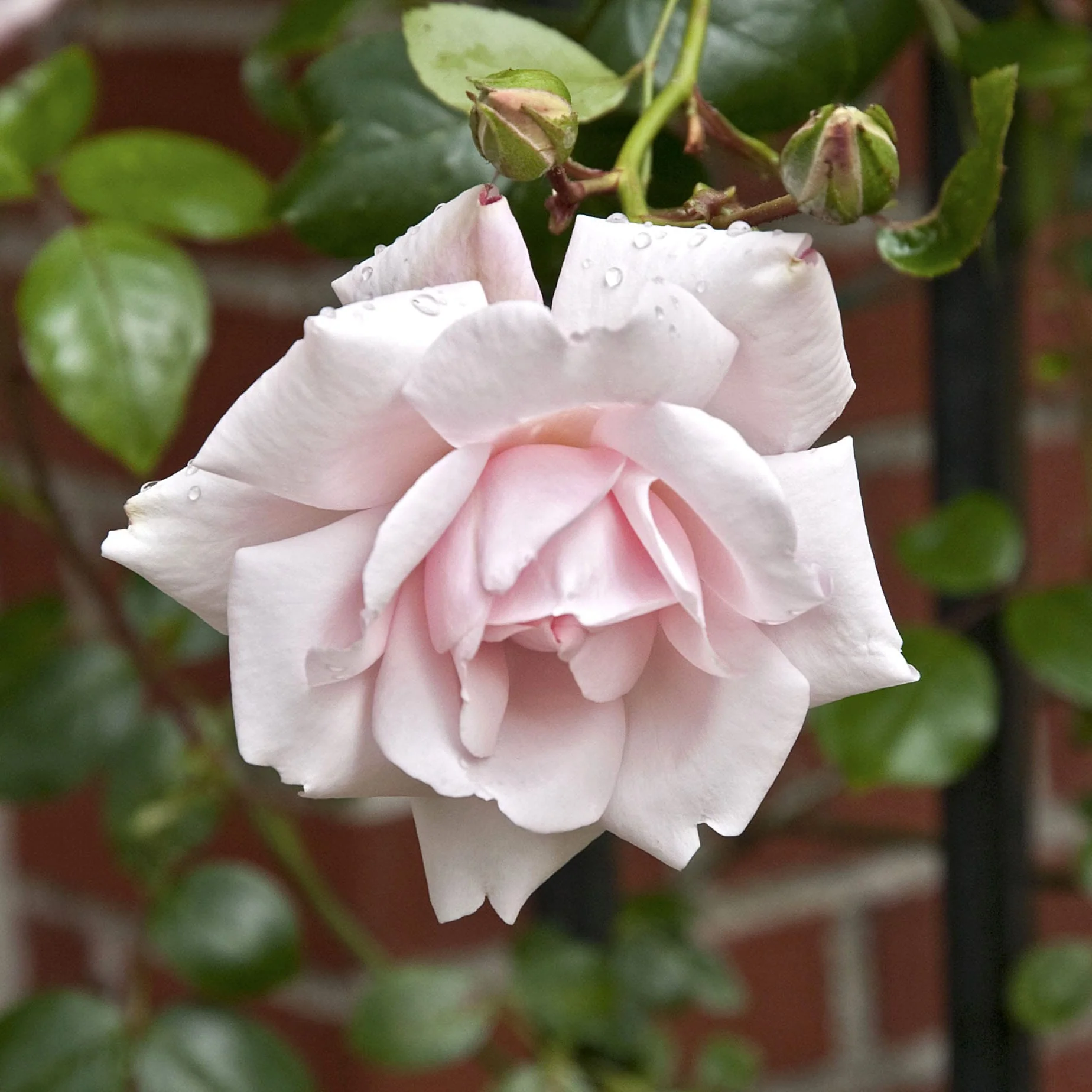 Rosa ‘New dawn’® – Trandafir floribunda, catarator, parfumat