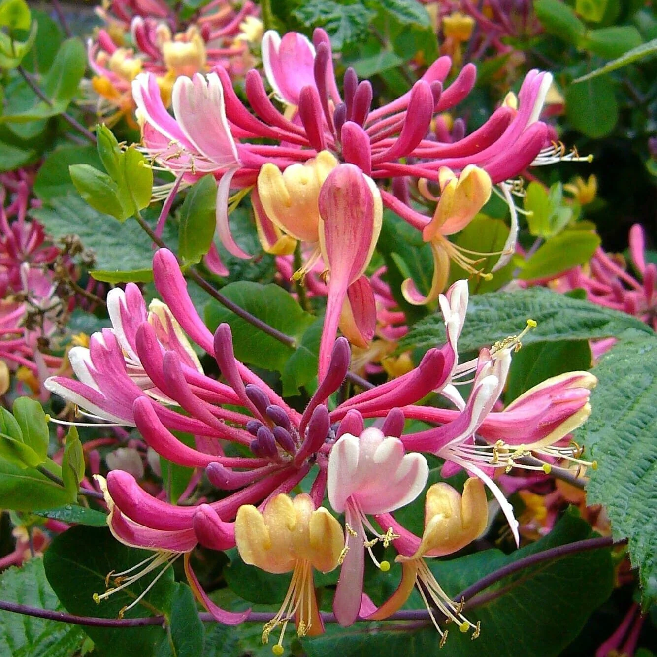 Lonicera periclymenum ‘Serotina’ – caprifoi tarziu cu flori spectaculoase si parfum intens
