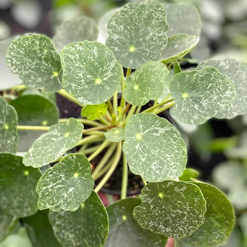 Pilea peperomioides 'Sugar’ – frunze variegate