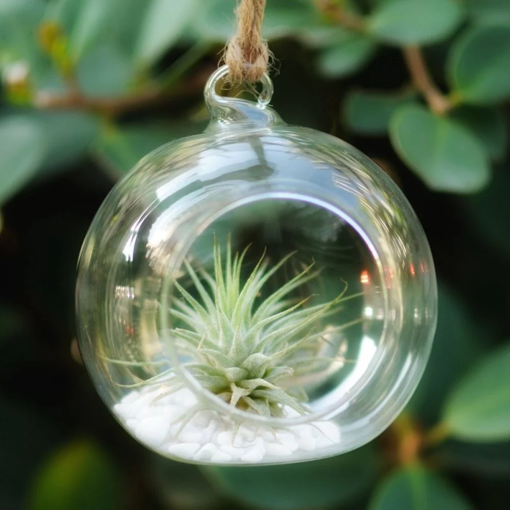 Terarium glob cu o planta aeriena
