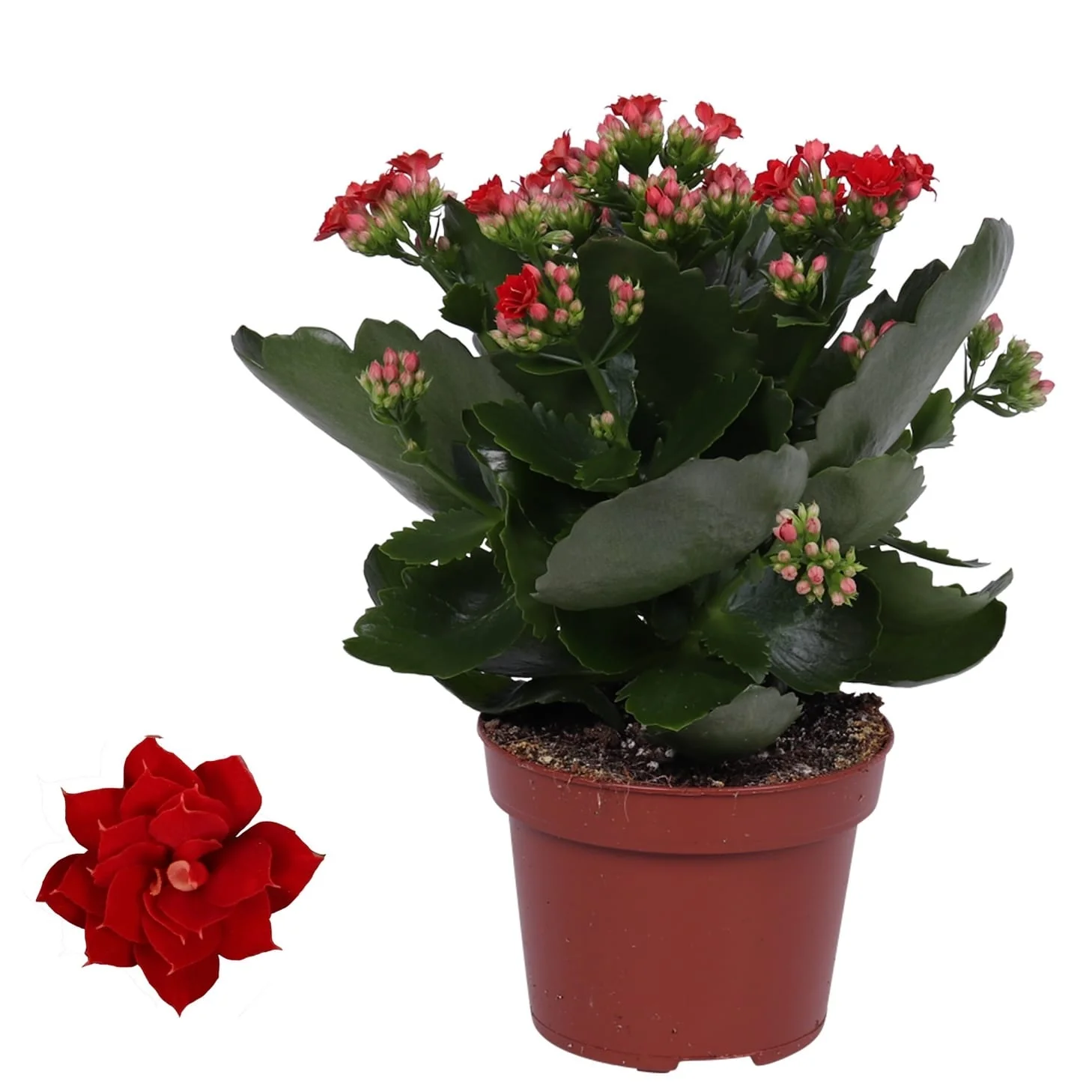 Kalanchoe blossfeldiana rosu – flori de martisor