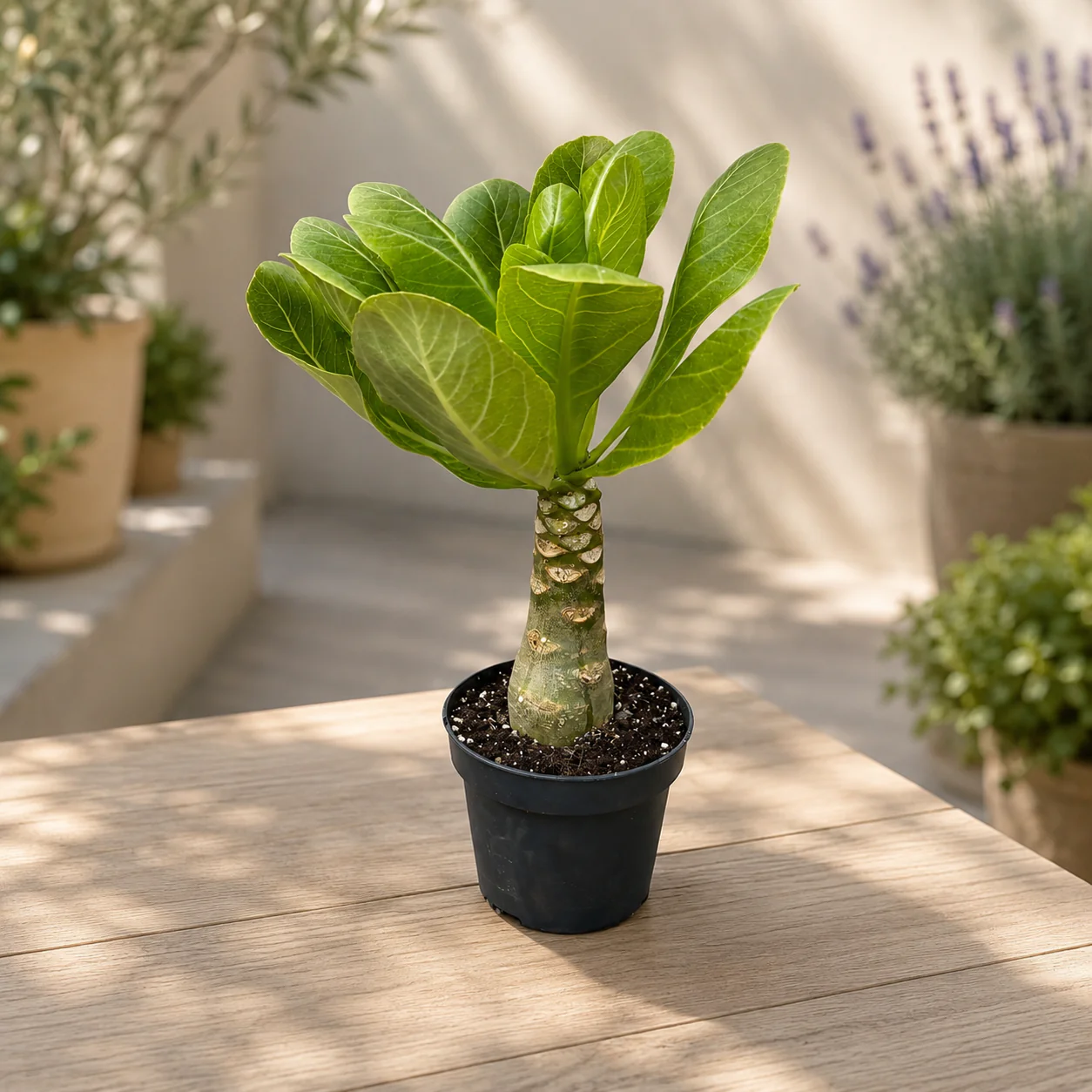 Brighamia insignis (Hawaiian Palm Tree) – planta exotica rar intalnita, cu silueta sculpturala