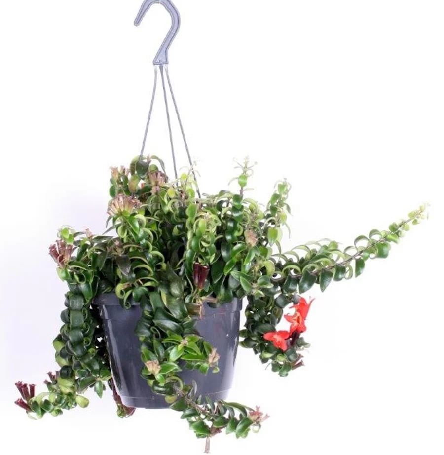 Aeschynanthus 'Swing’ (Lipstick plant) – exemplare XL