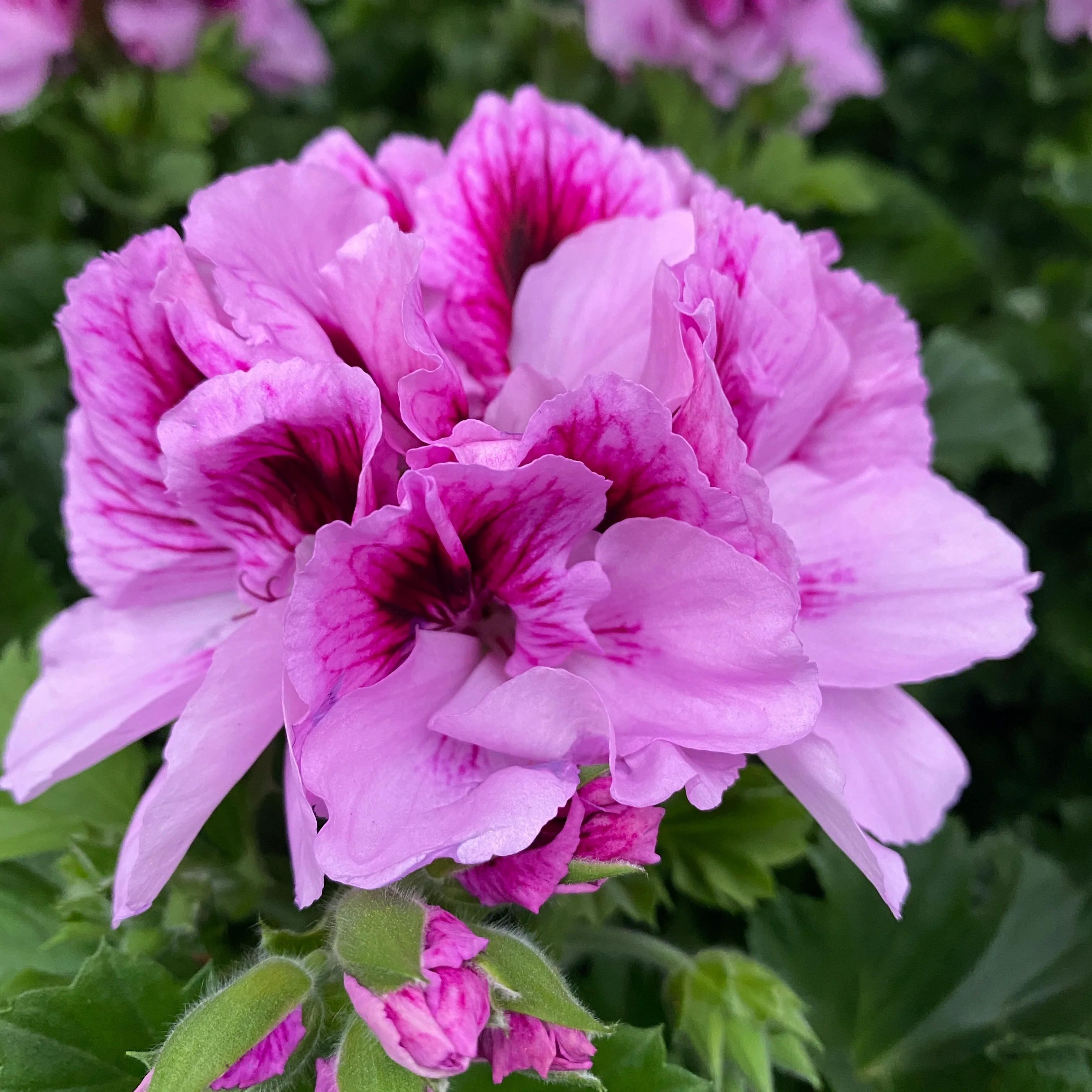 Pelargonium grandiflorum Bella Donna Lavendel – muscate englezesti