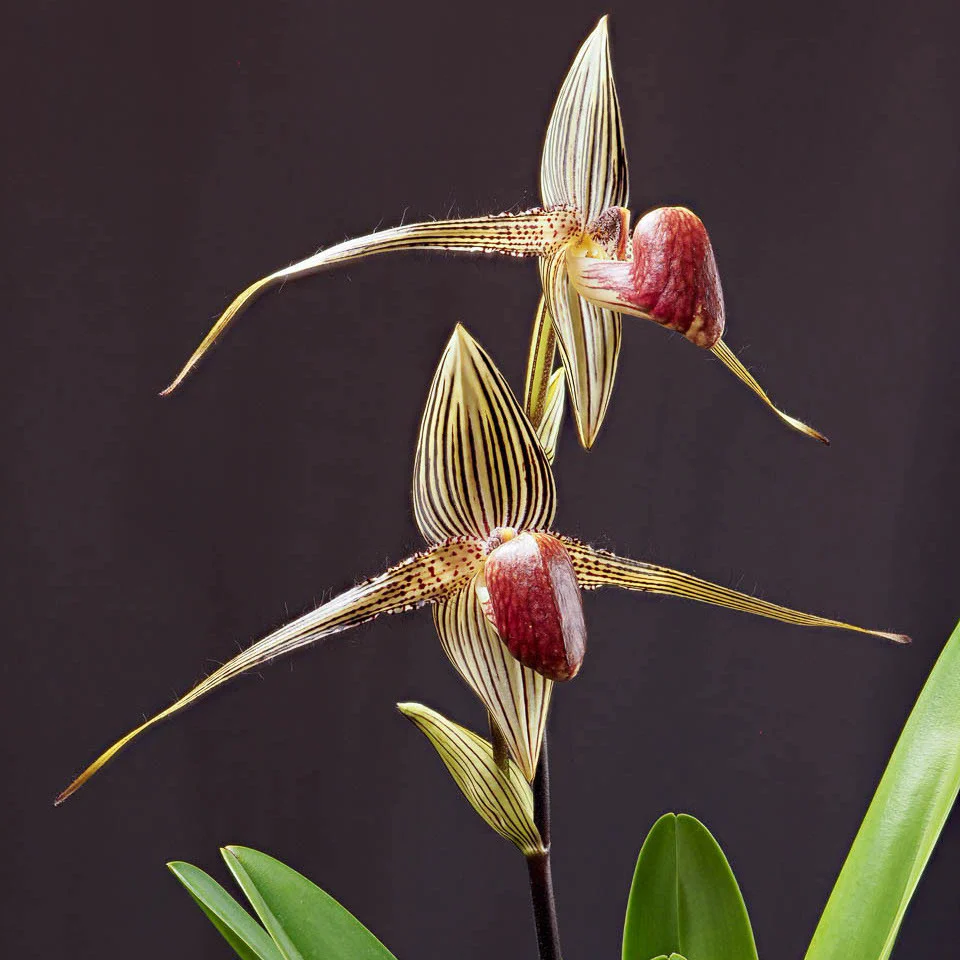 Paphiopedilum rothschildianum (Kinabalu Gold)