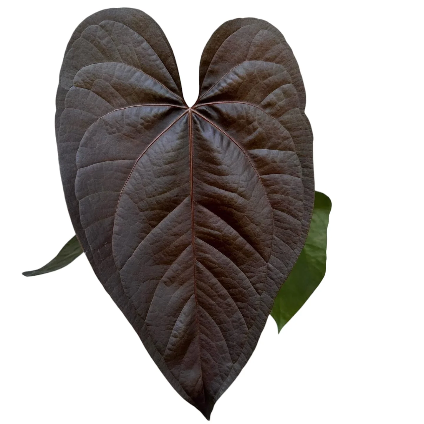 Anthurium 'Queen of Hearts’ (babyplant)