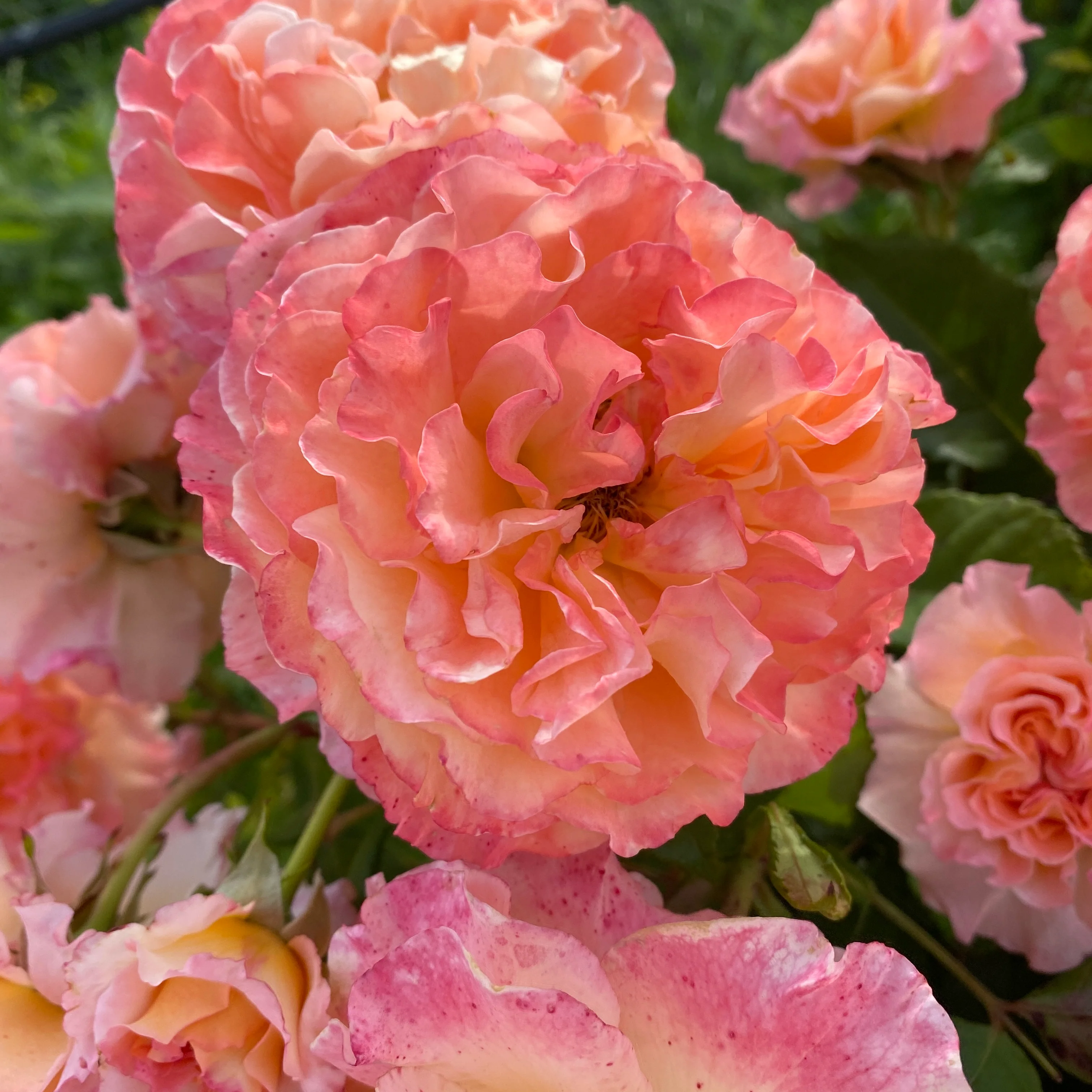 Rosa ‘Augusta Luise’® – Trandafir nostalgie, parfum intens