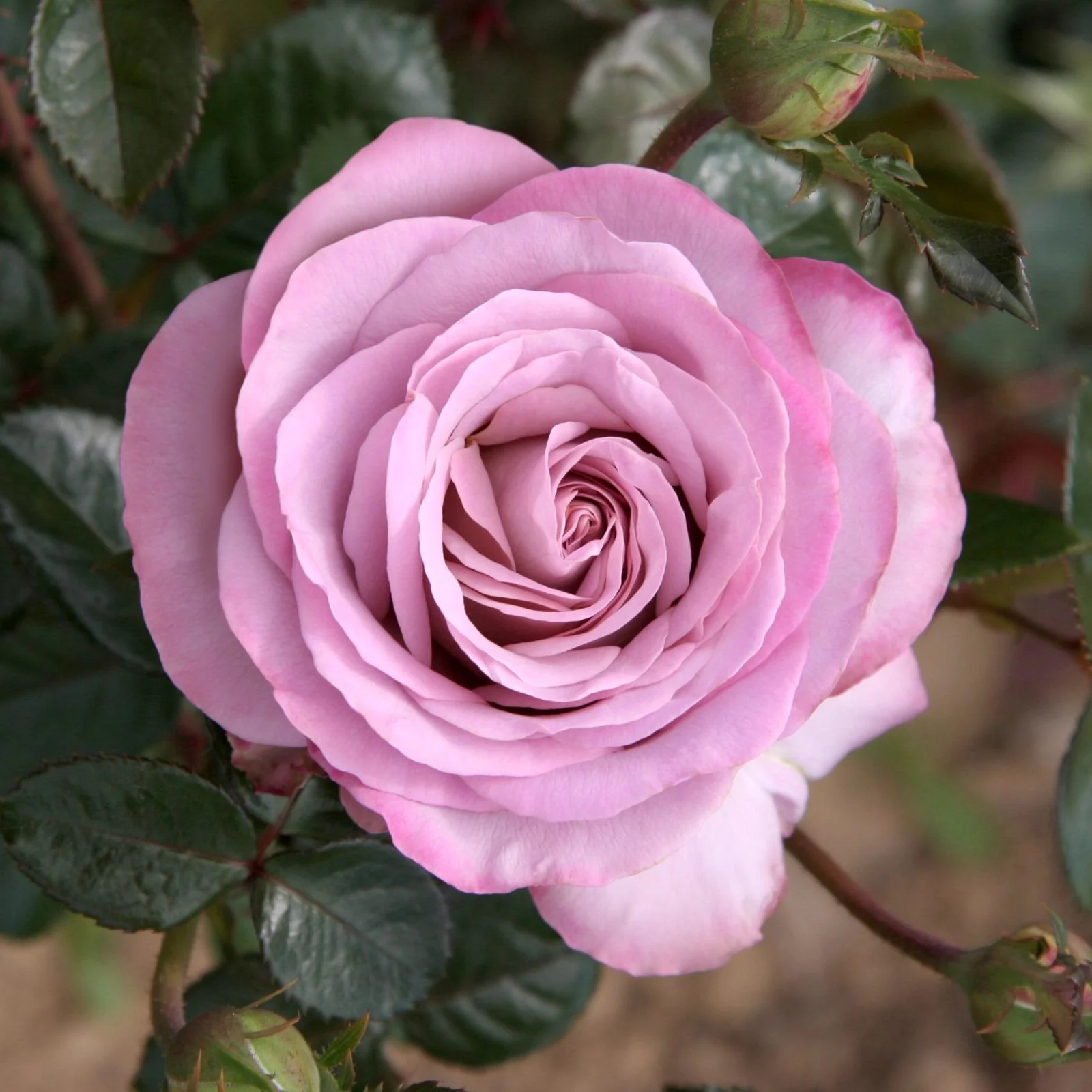 Rosa ‘Blue Girl’® – Trandafir teahibrid, parfumat