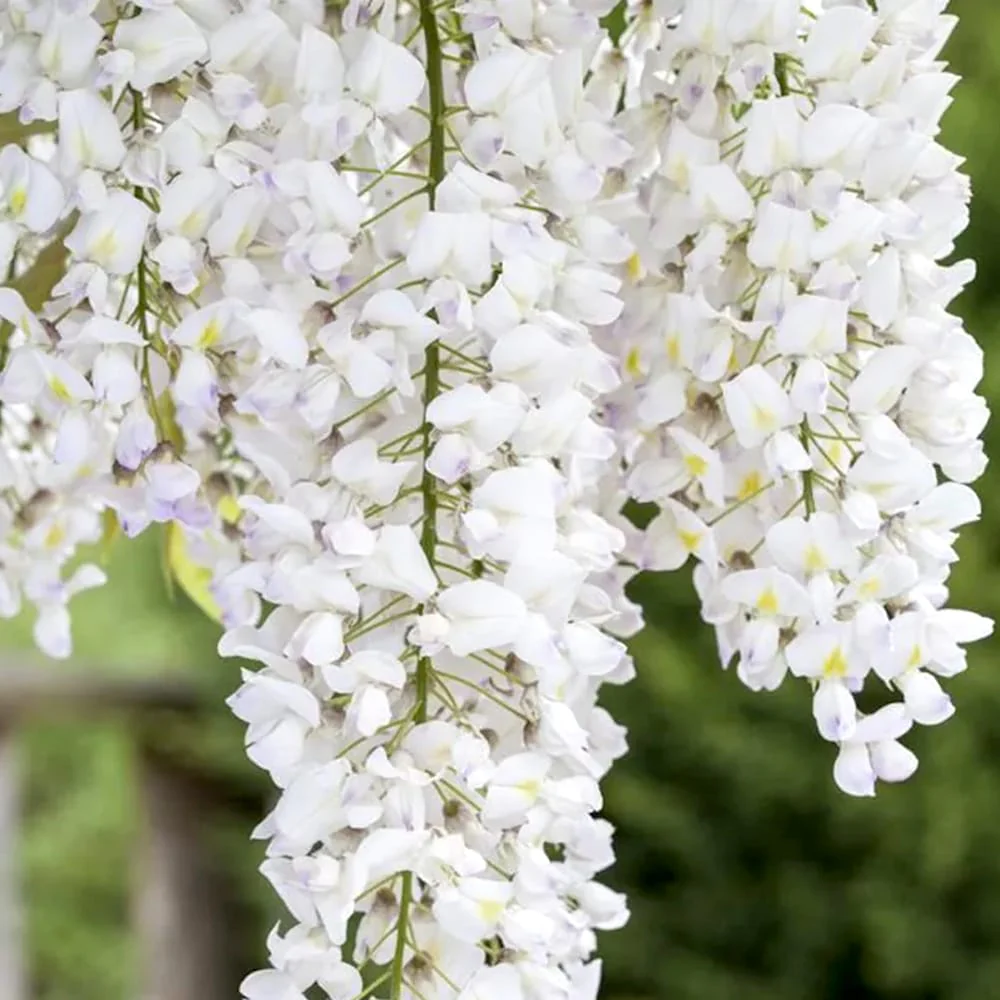 Glicina alba – Wisteria floribunda 'Alba’ (flori parfumate)