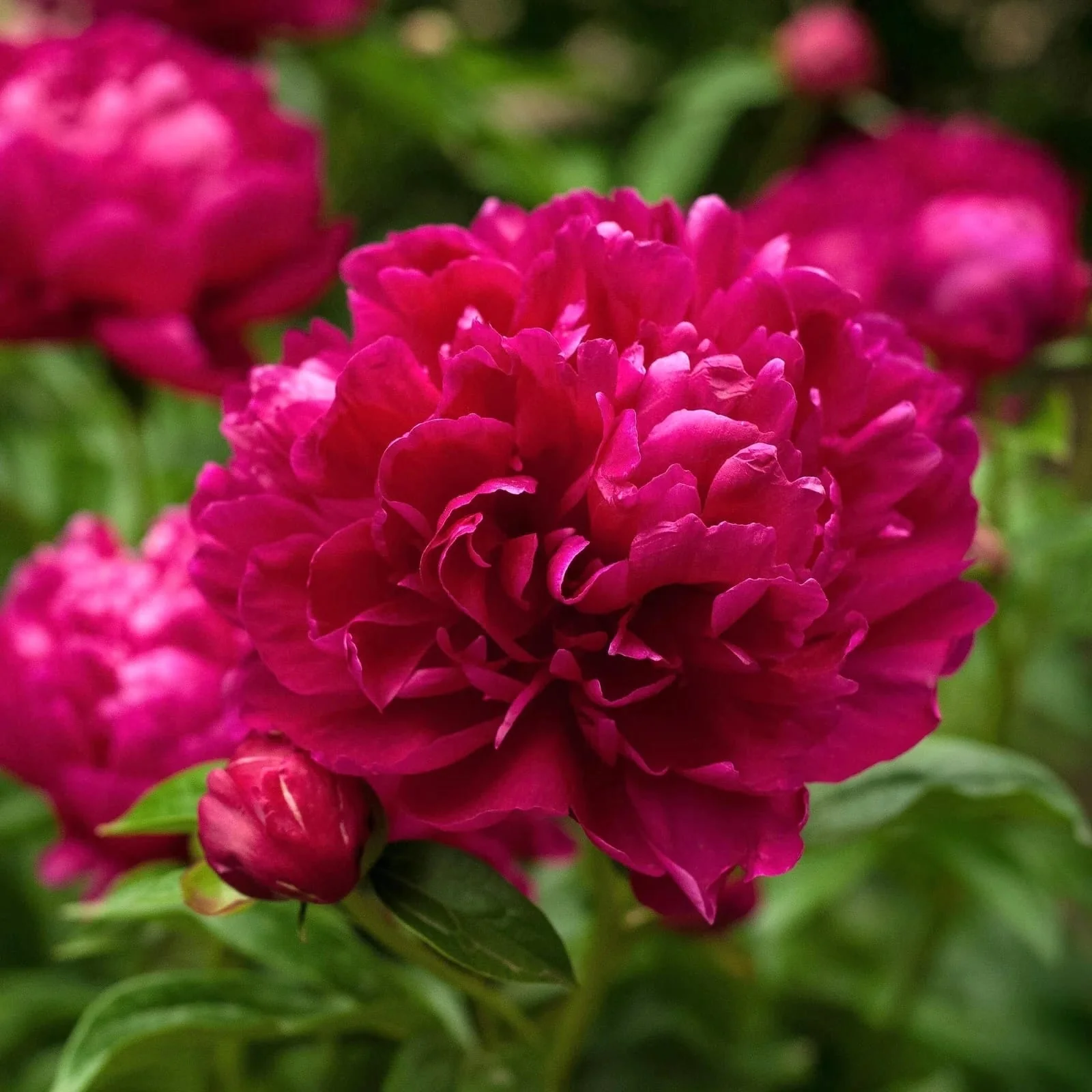 Bujori de gradina parfumati – Paeonia lactiflora 'Karl Rosenfield’