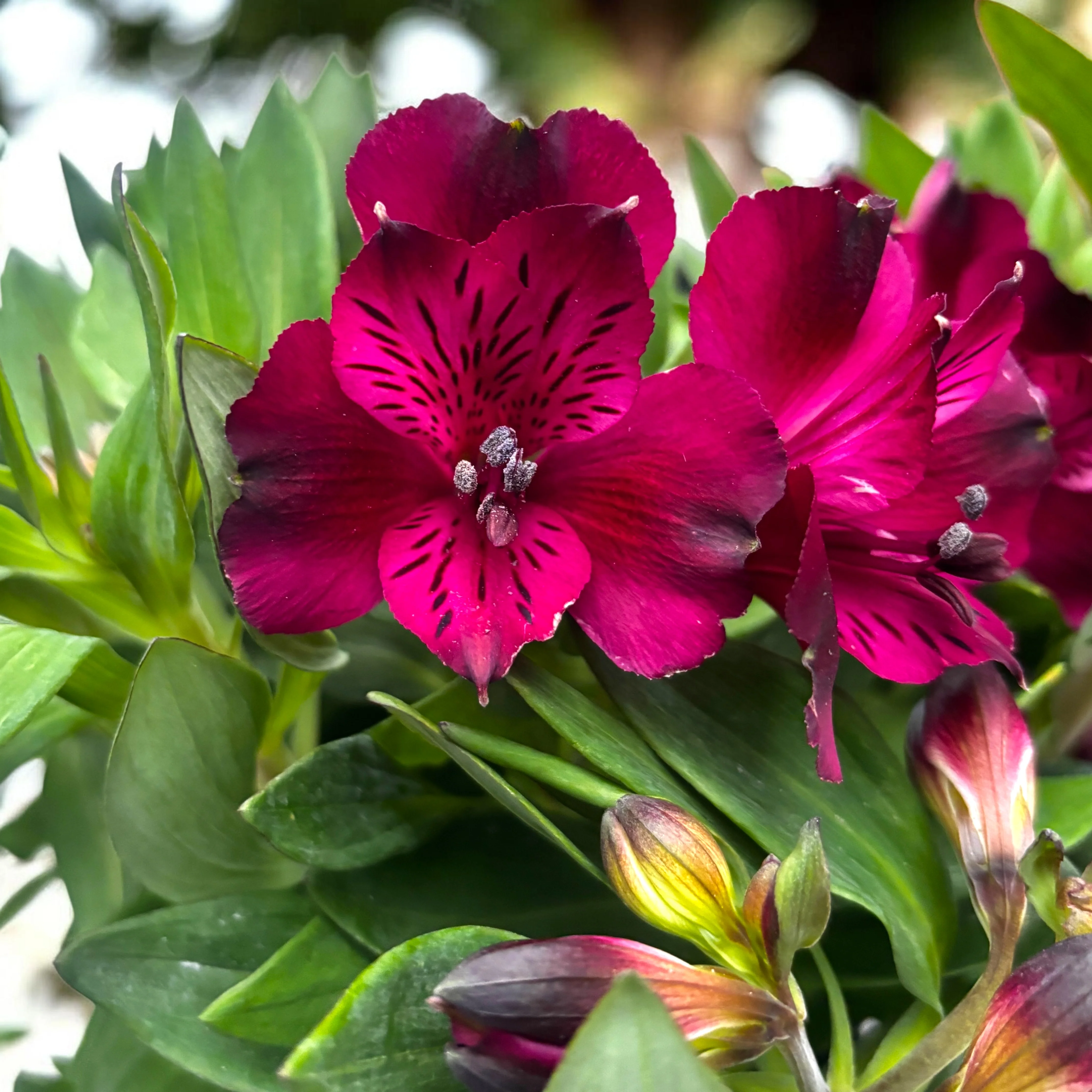 Alstroemeria Purple – crin peruvian compact, cu flori spectaculoase