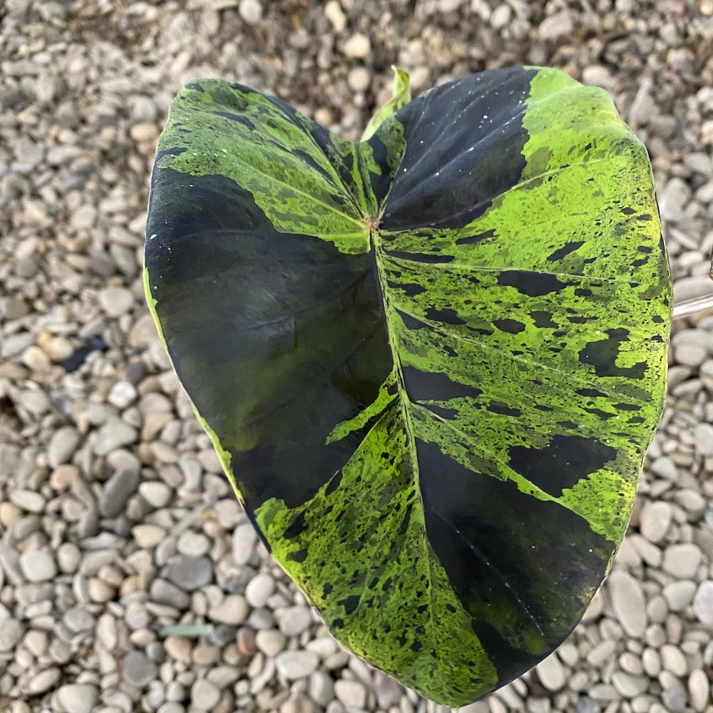 Colocasia esculenta 'Cintho Mojito’ (Taro) – 2 plante/ghiveci