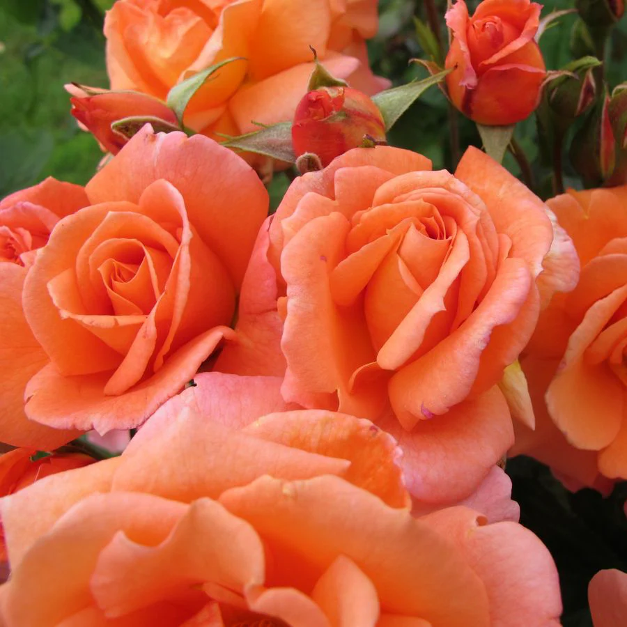 Rosa ‘Lovely Queen’® – Trandafir floribunda, catarator, parfumat