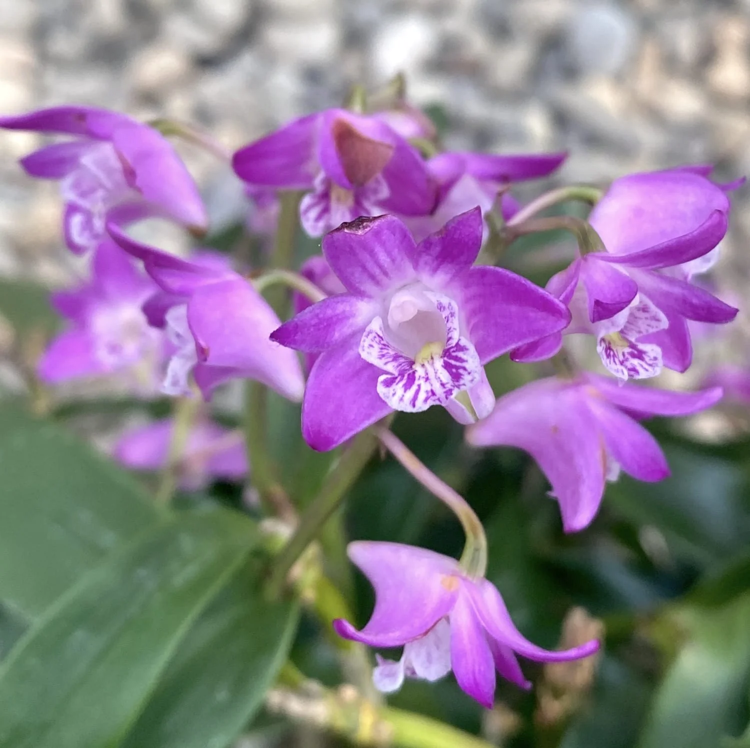 Dendrobium kingianum XL (flori parfumate)