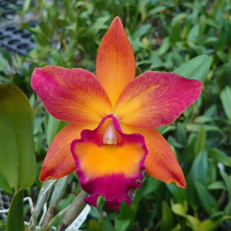 Rth. Chief Sweet Orange 'Sweet Orange’ AM/AOS * parfumata