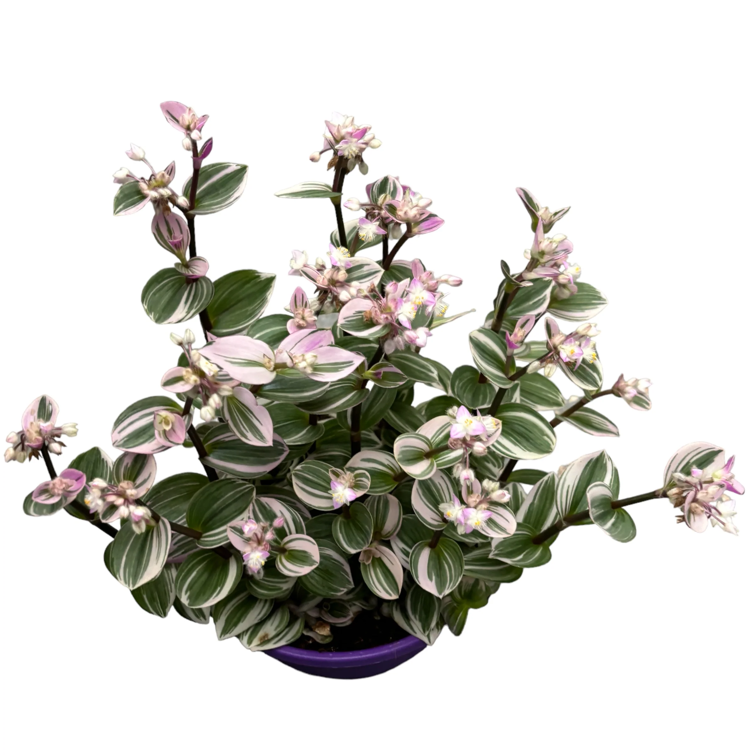 Tradescantia albiflora 'Nanouk’ D19 (10+ plante/ghiveci)