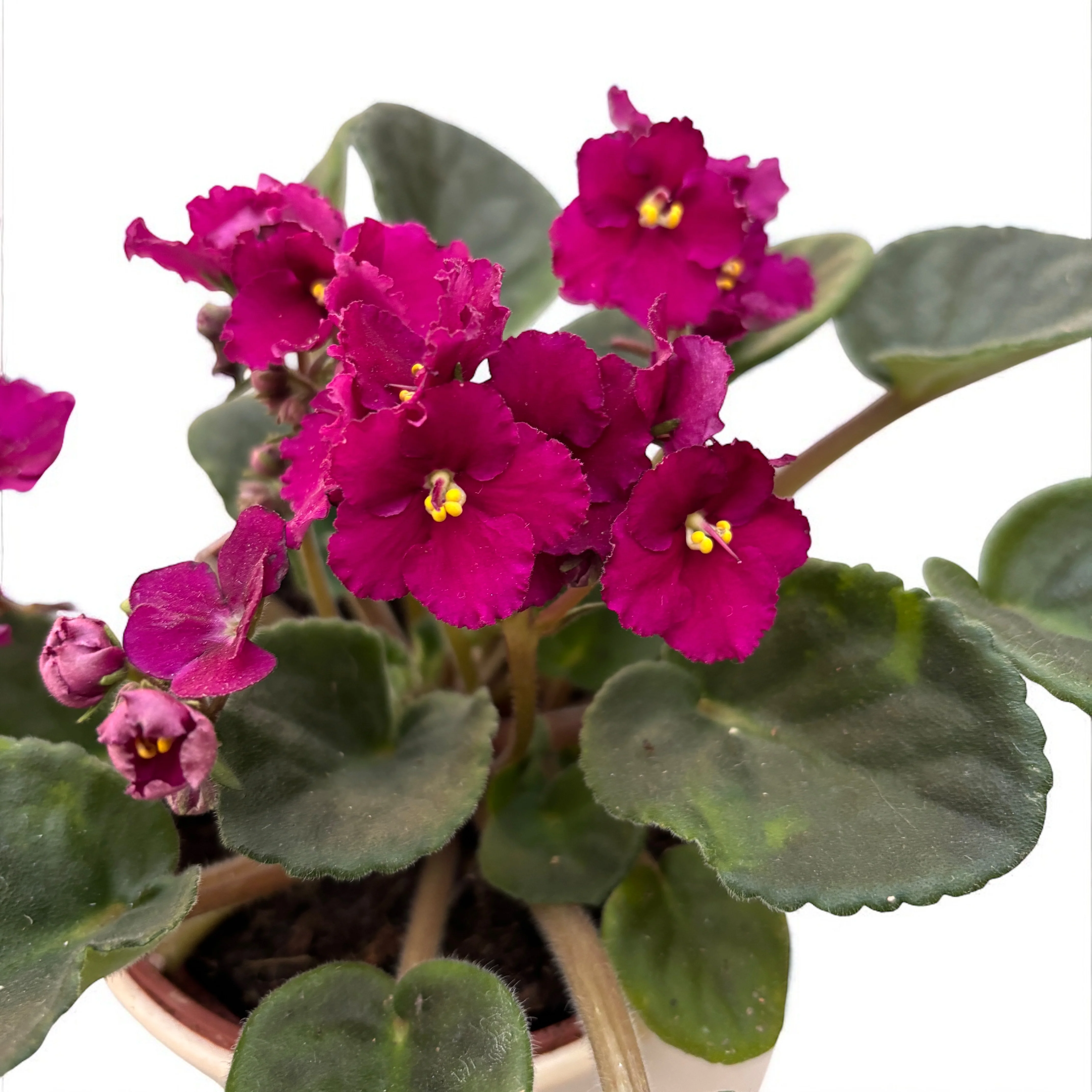 Saintpaulia – violete crete