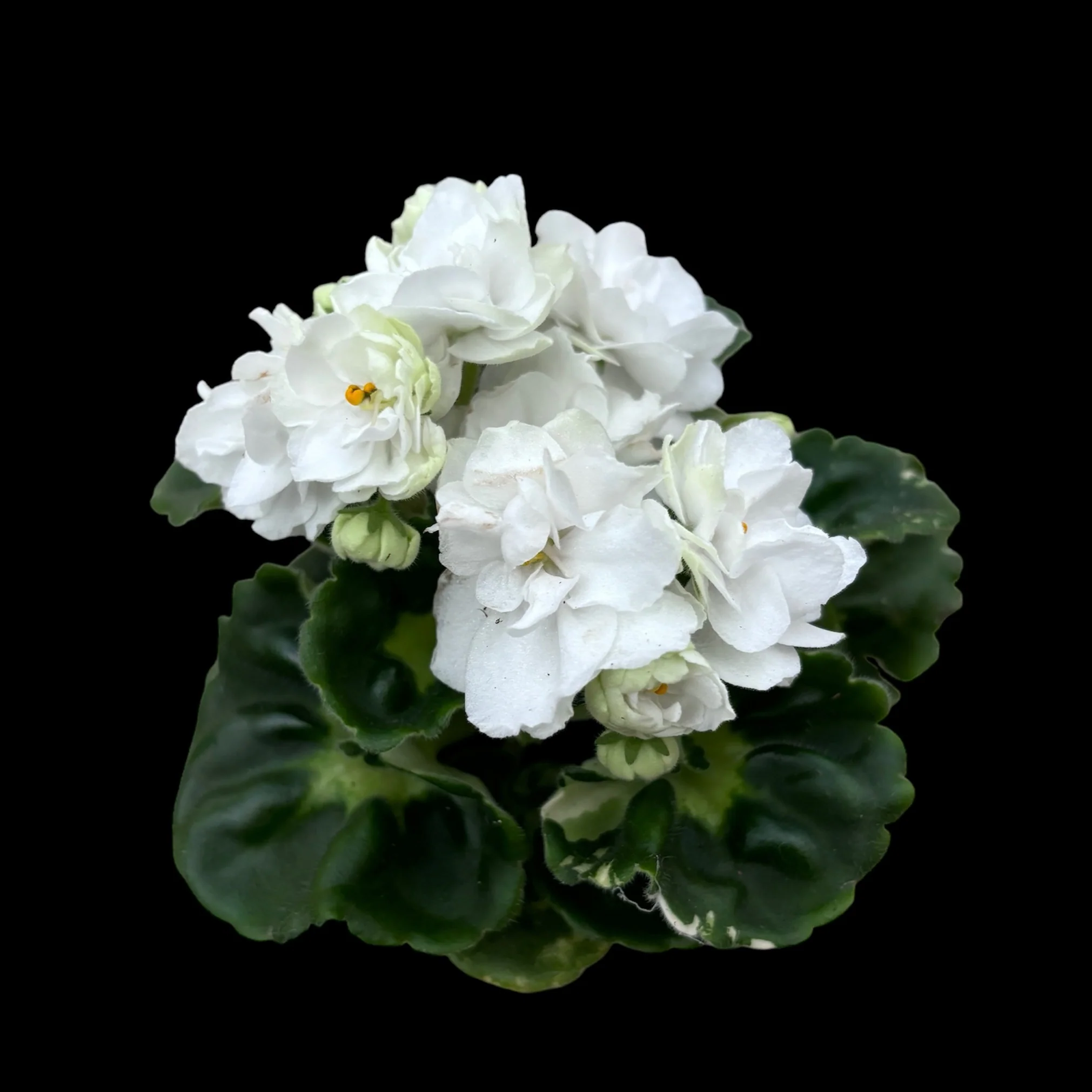 Saintpaulia Rococo White – Violete de Parma cu flori duble albe