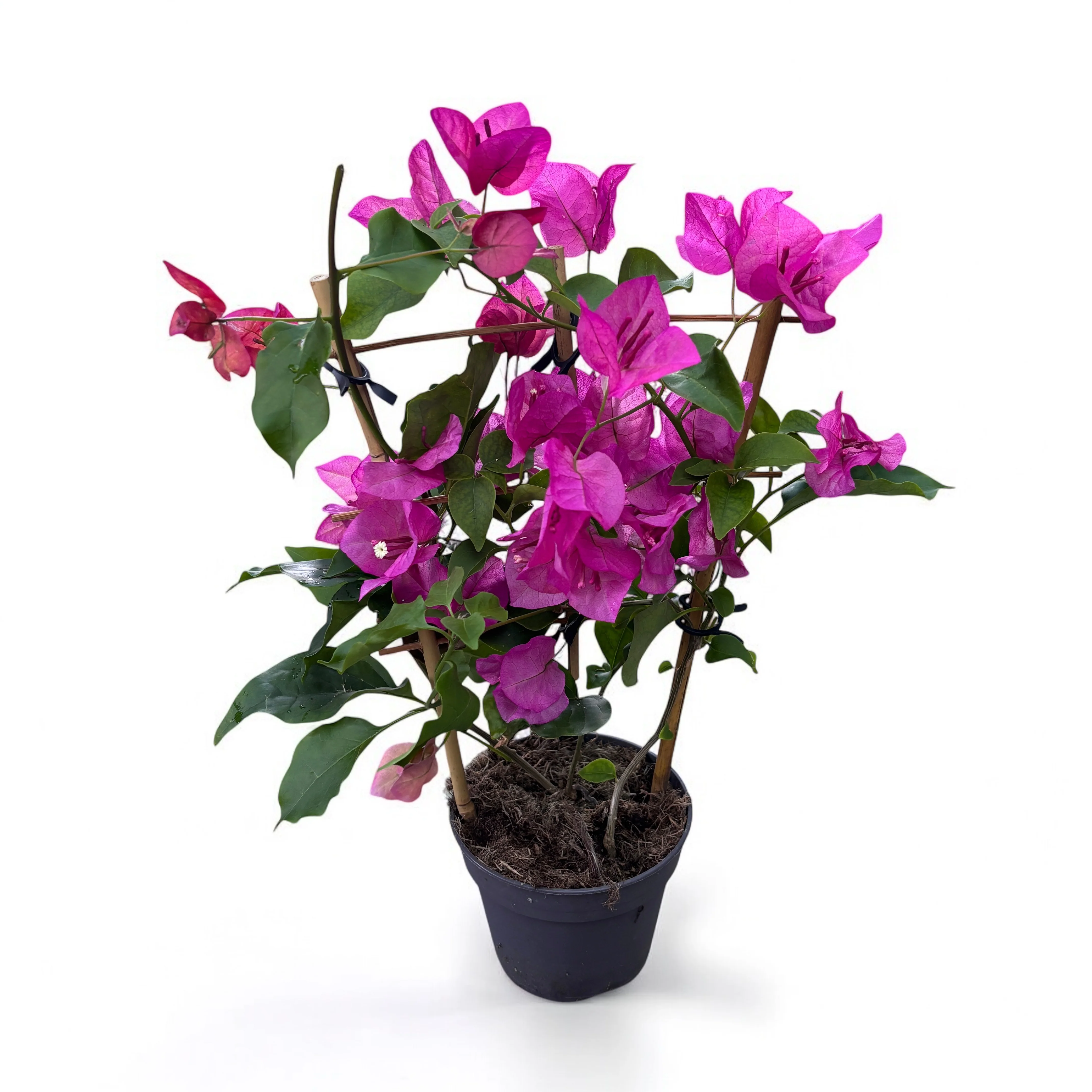 Bougainvillea 'Pink’ – floarea de hartie roz (spalier)