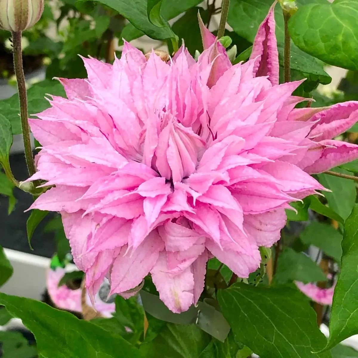 Clematis 'Multi Pink’ – clematite cu flori mari si duble, roz (Early Large-flowered Group)