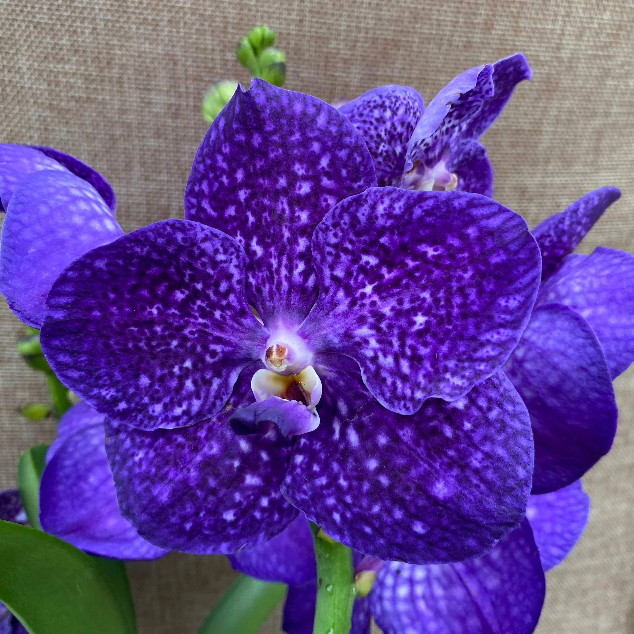 Vanda Tweed Blue XXL 4p (Ansu) – TWEED13