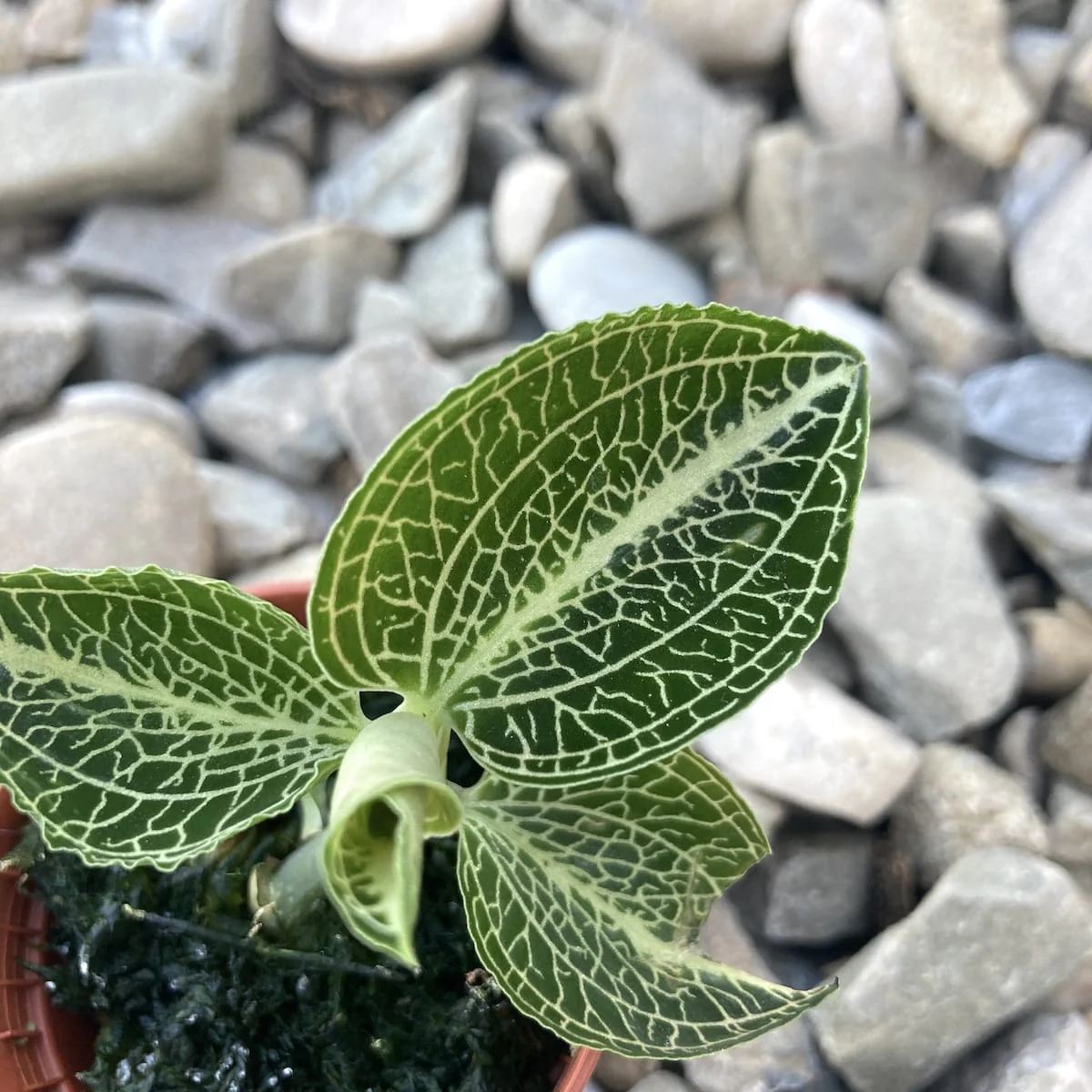 Anoectochilus siamensis x roxburhii (Jewel Orchid)