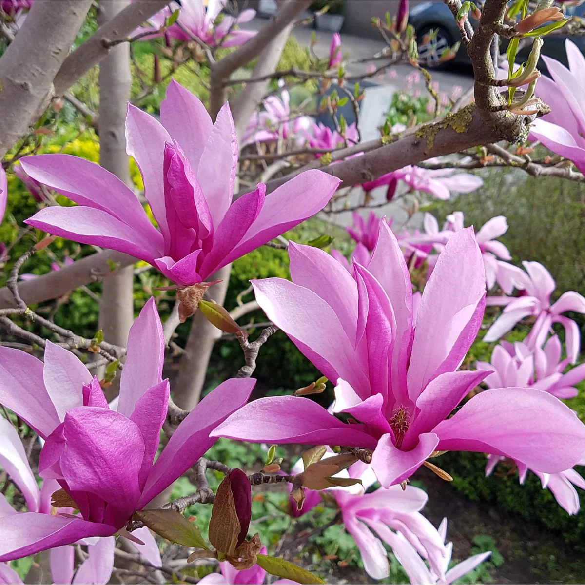 Magnolia Susan – exemplare tinere