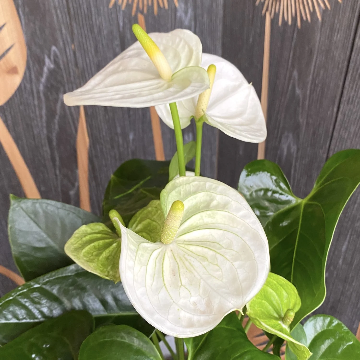 Anthurium 'Sierra White’ (floarea flamingo)