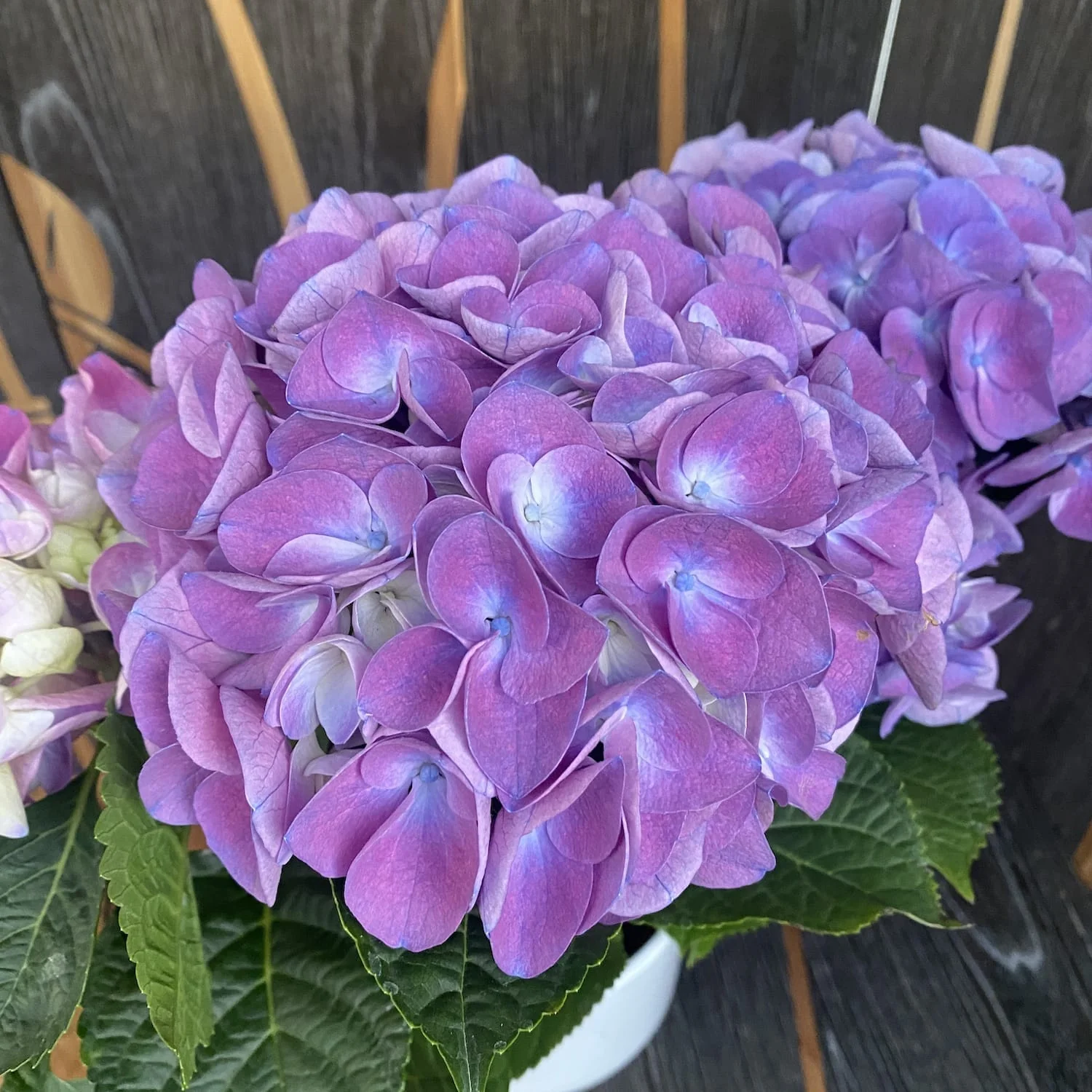 Hydrangea macrophylla 'Superbowl’ (hortensie)