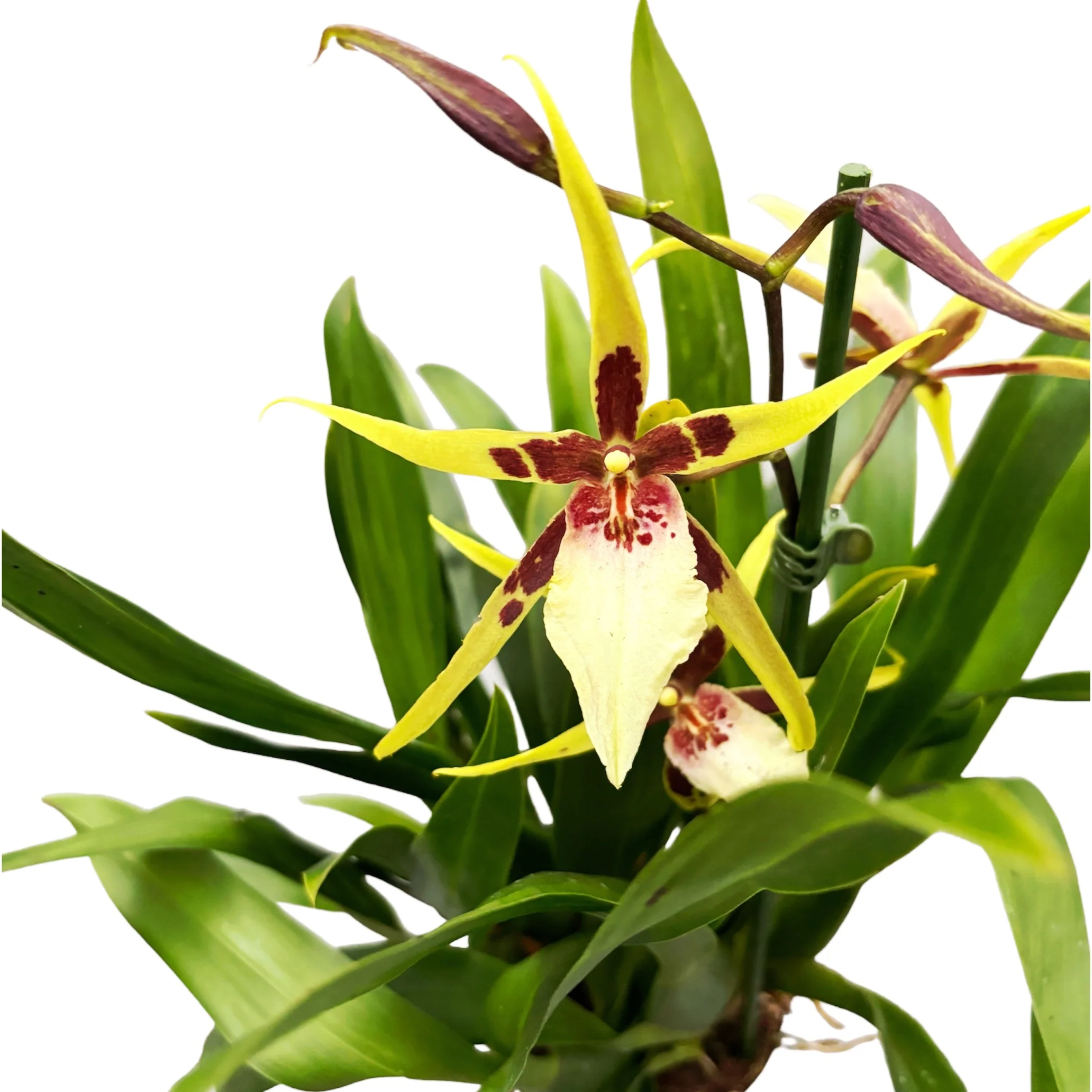 Brassidium Yellow Star – flori mari, parfumate