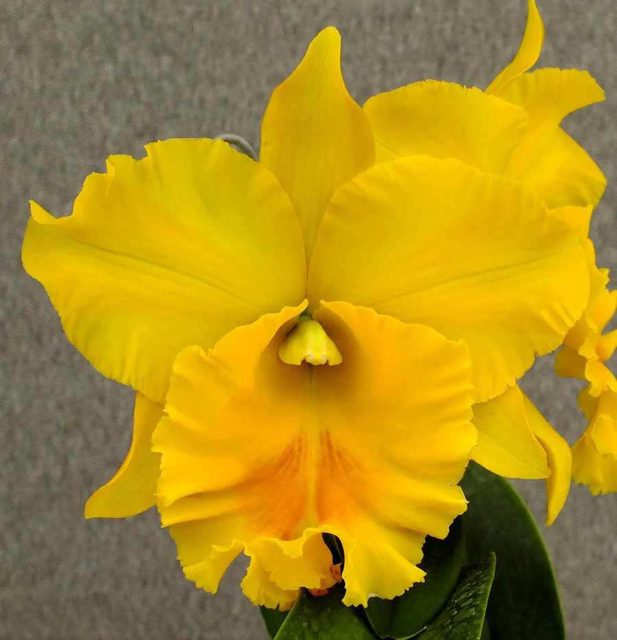 Rlc. Haadyai Delight 'Bangrom Gold’