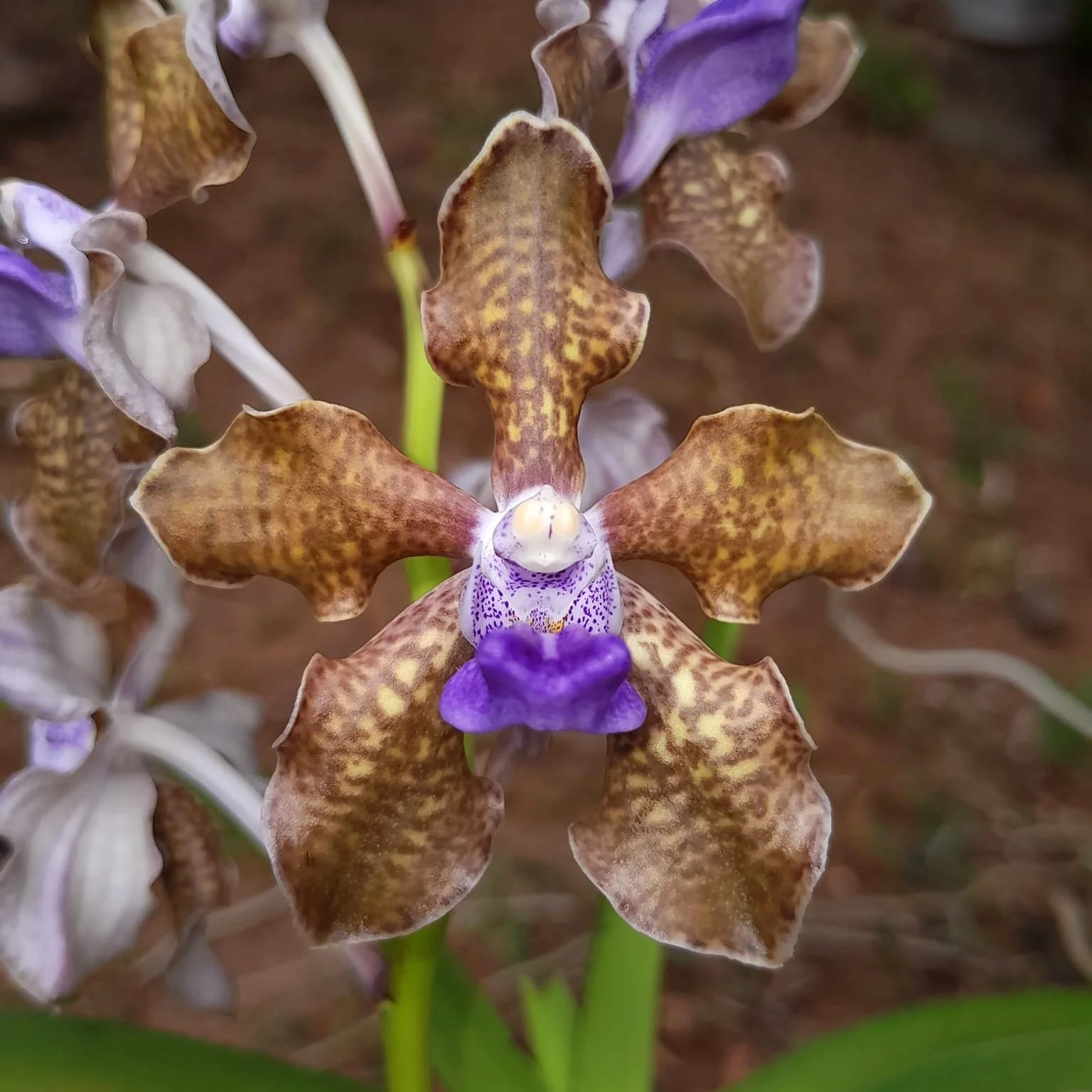 Vanda tessellata – flori parfumate