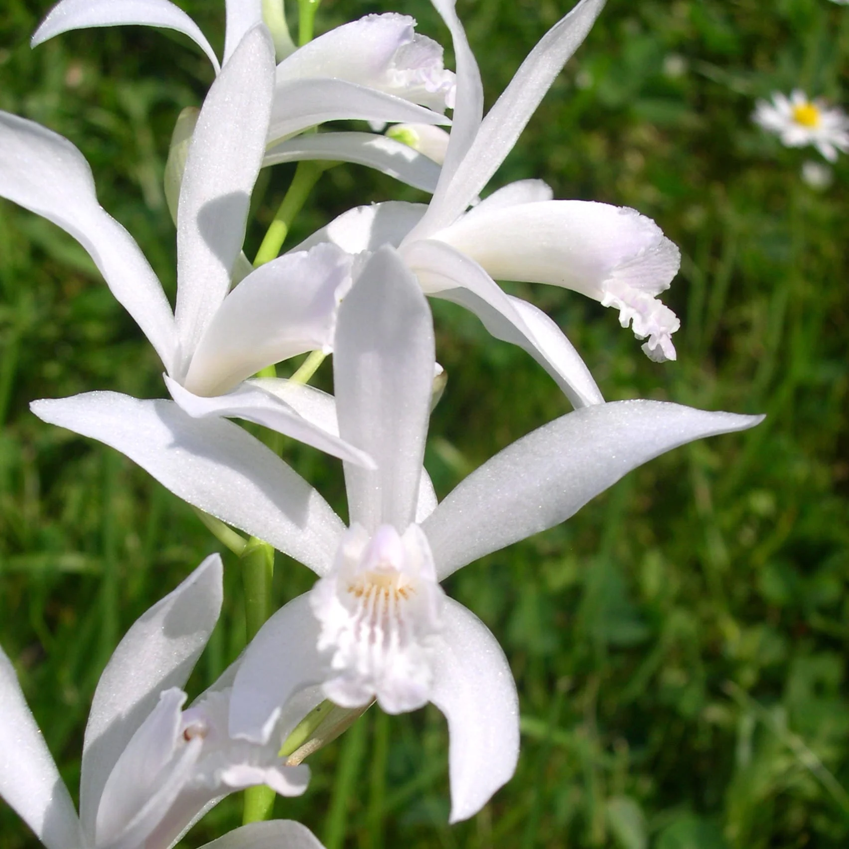 Bletilla striata 'Alba’ – Orhidee de gradina