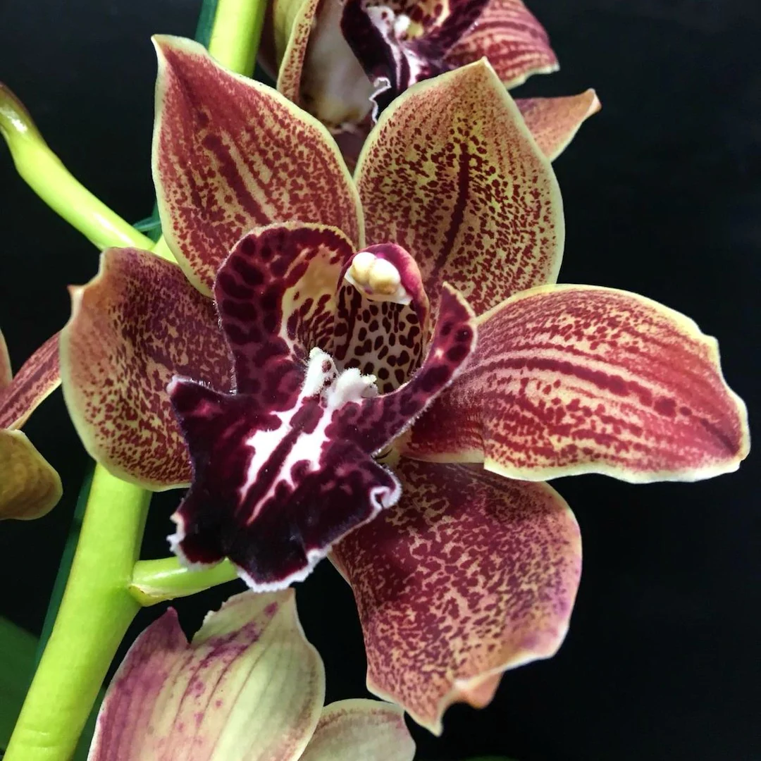 Orhidee Cymbidium Vienna Flor (flori XL)