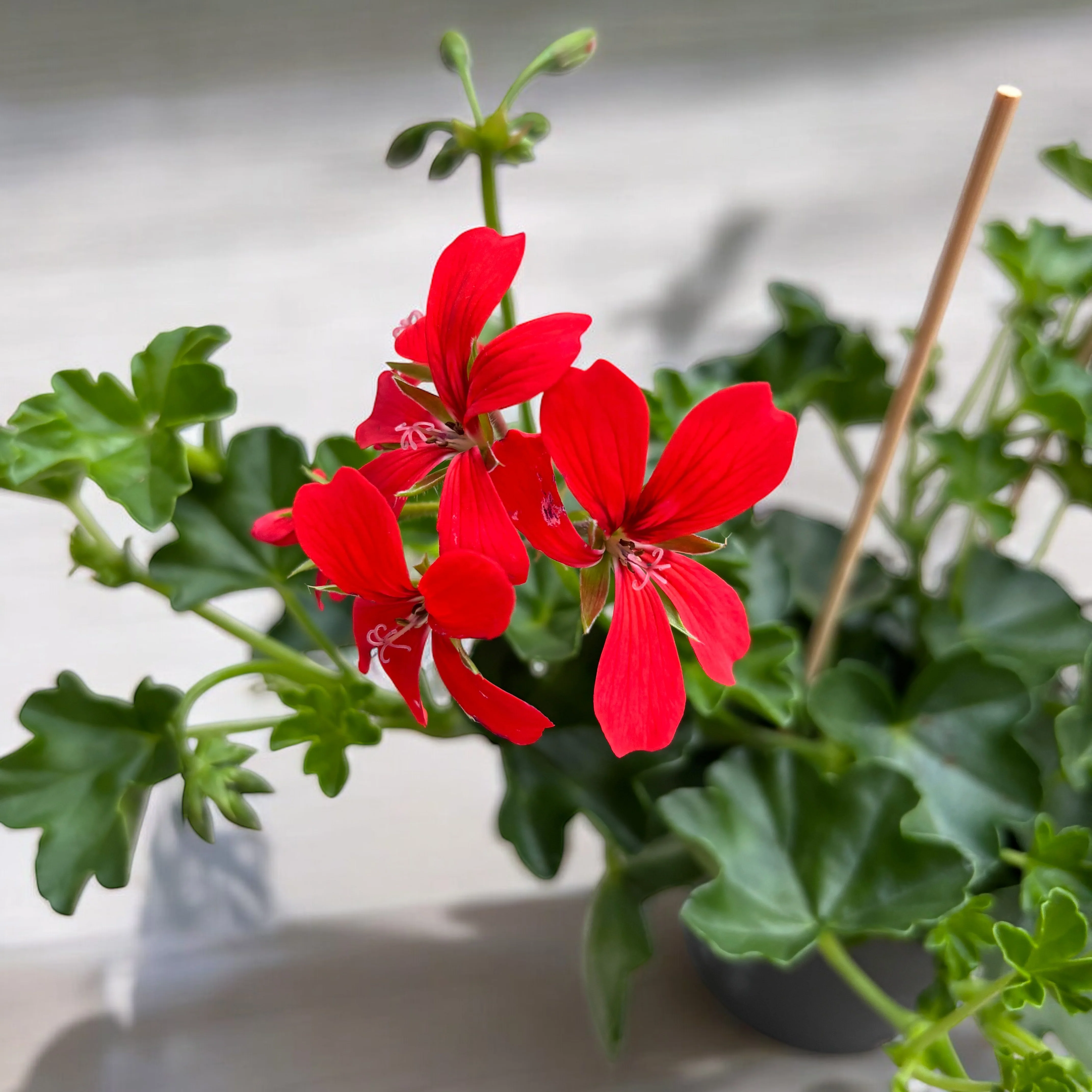 Pelargonium (Peltatum Grp) 'Balkon Red’ – muscate curgatoare tiroleze rosii
