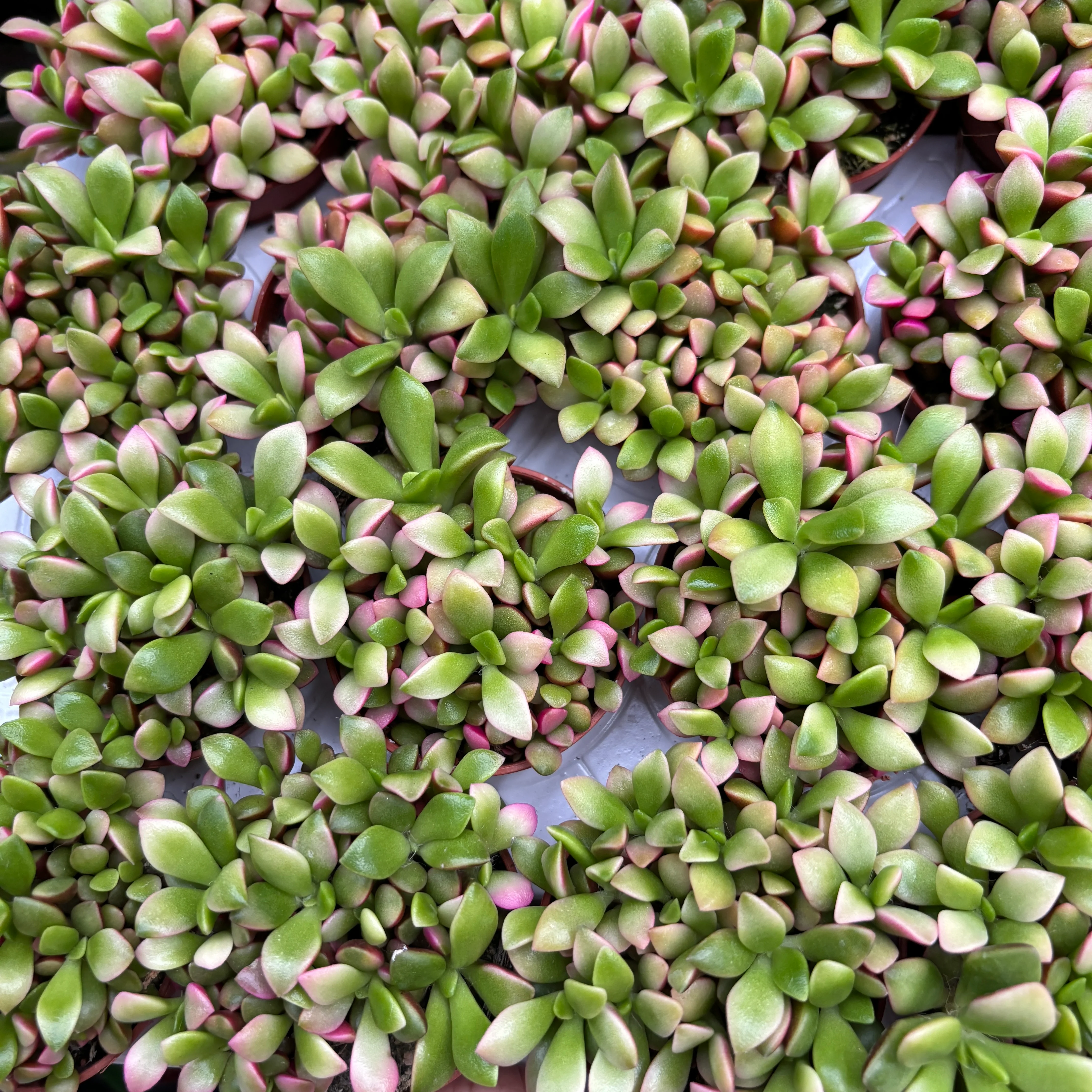 Anacampseros rufescens 'Sunrise’