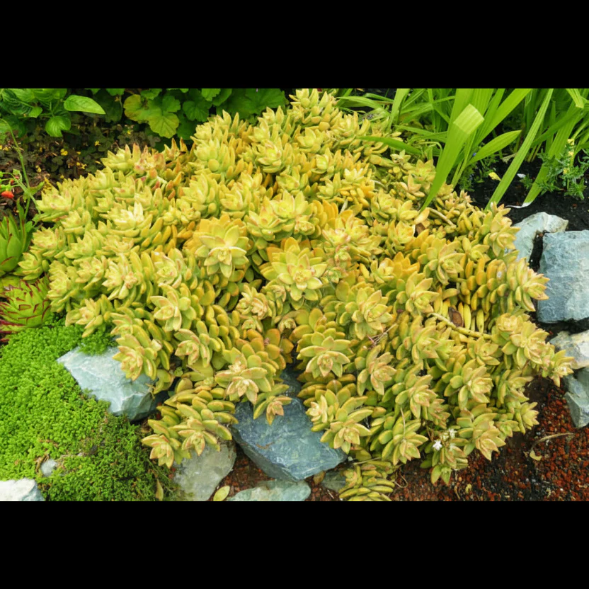 Sedum adolphii (Golden Sedum) – suculenta aurie pentru ghiveci, terasa si decor luminos