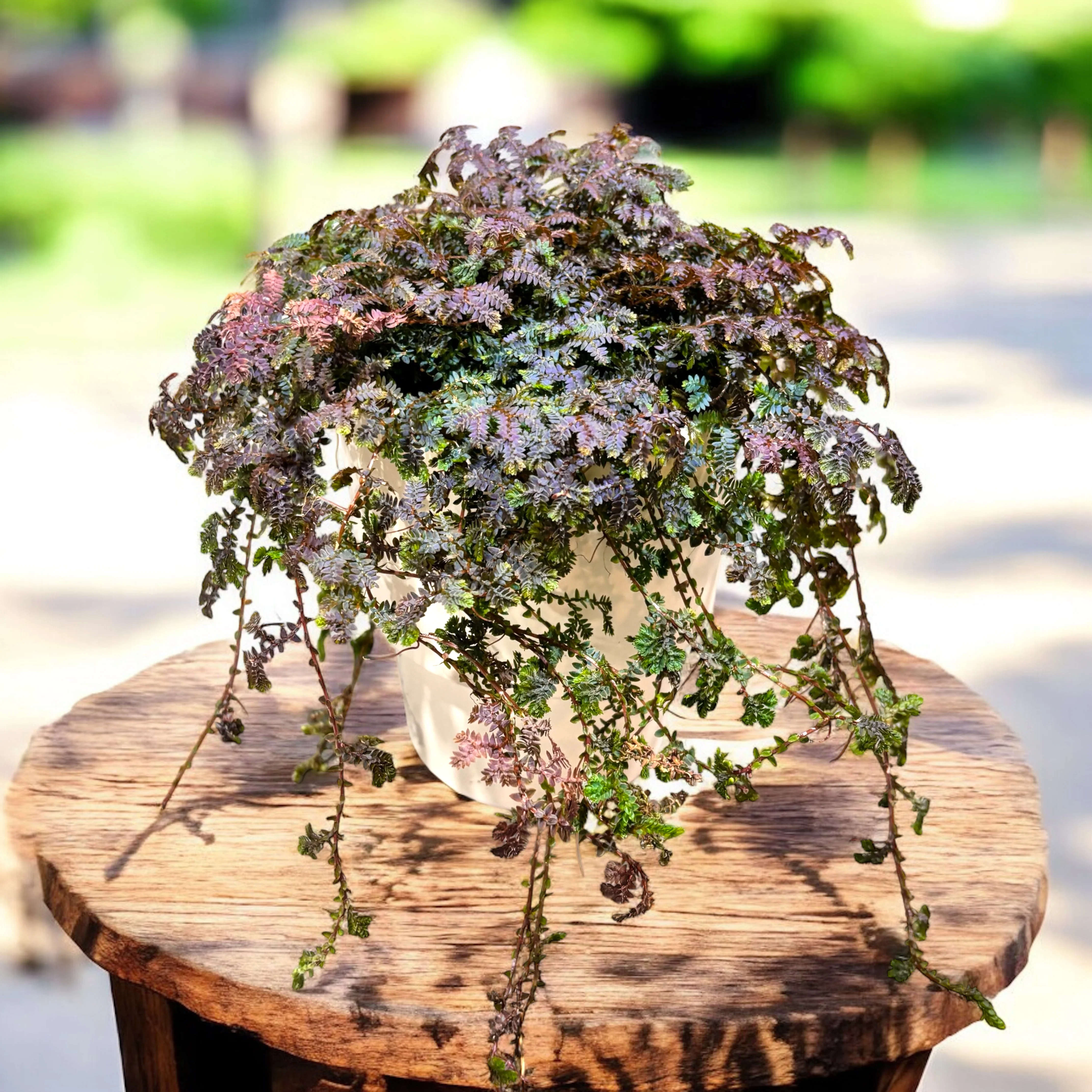 Selaginella uncinata ‘Patina’ (Peacock Moss) – feriga curcubeu