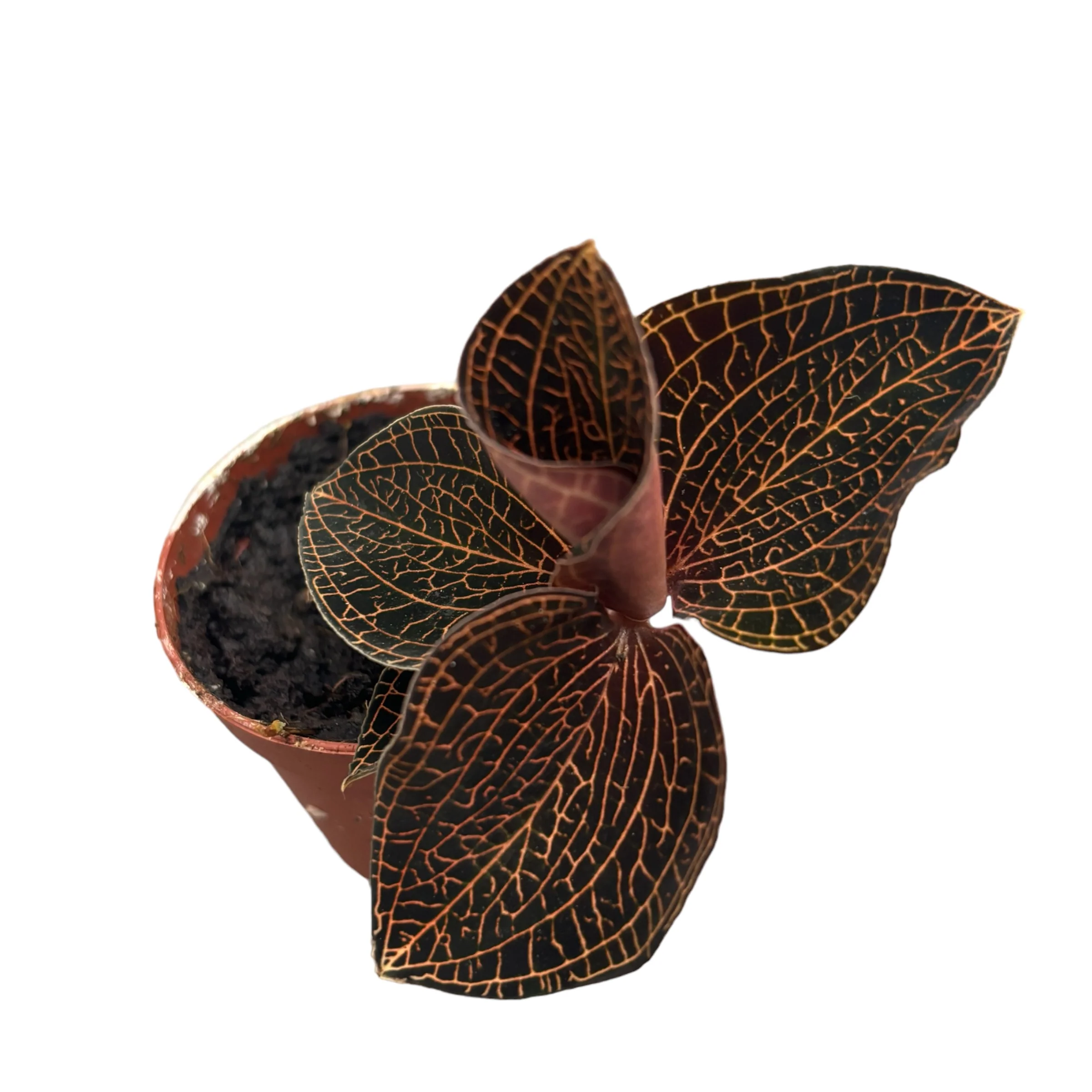 Anoectochilus roxburghii 'Red’ (Firebird) – (Jewel Orchid) – orhideea bijuterie