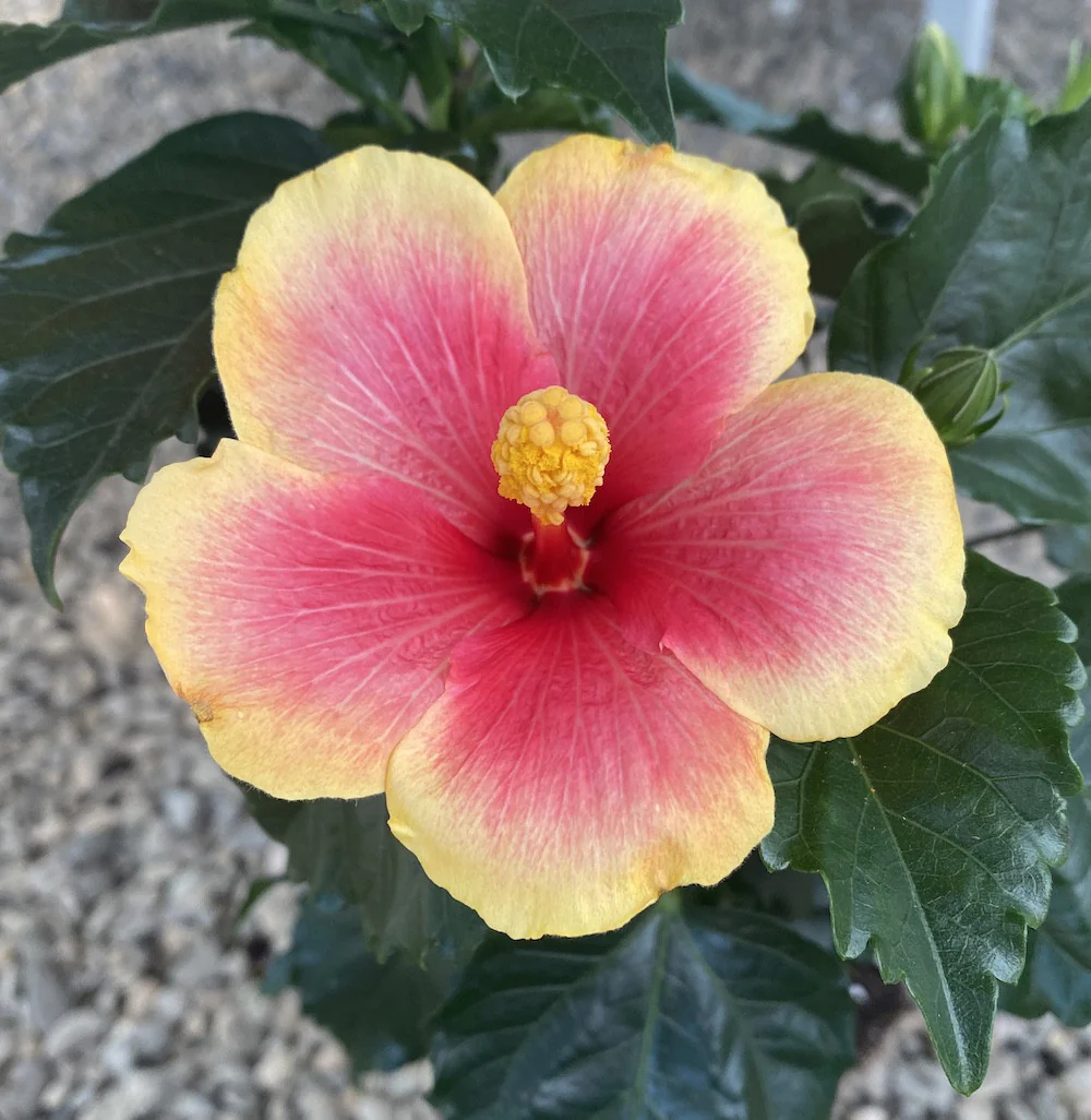 Hibiscus Seppe – trandafir japonez bicolor