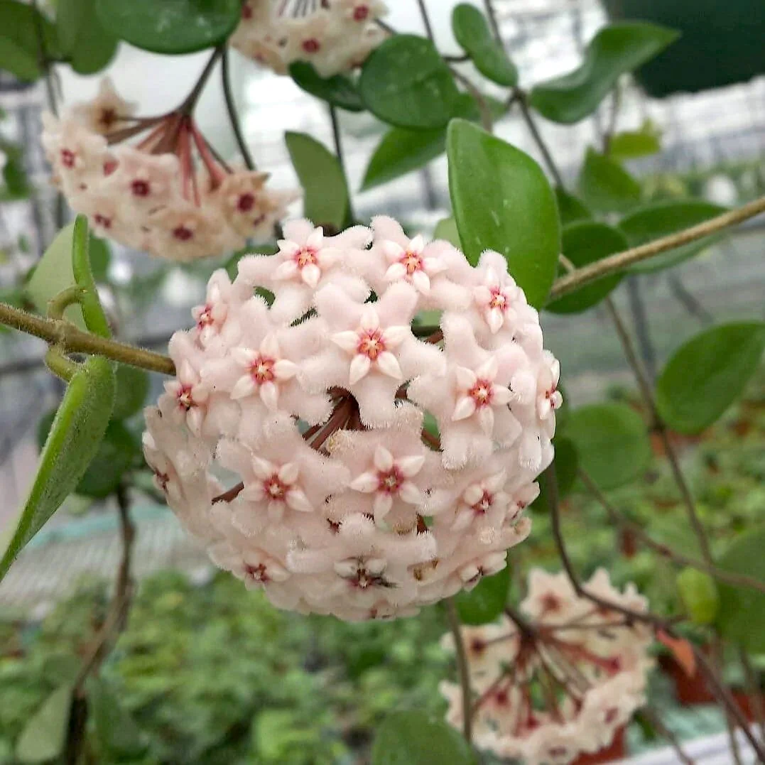 Hoya 'Chouke’ – flori parfumate (D6, 2-3 plante/ghiveci)