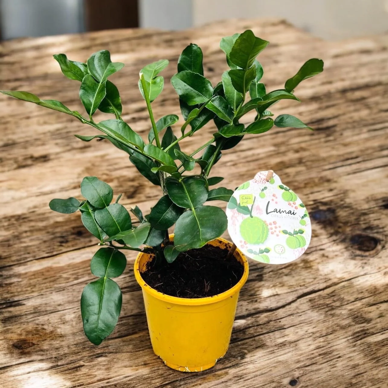 Citrus hystrix (Makrut Lime) – frunze si fructe comestibile