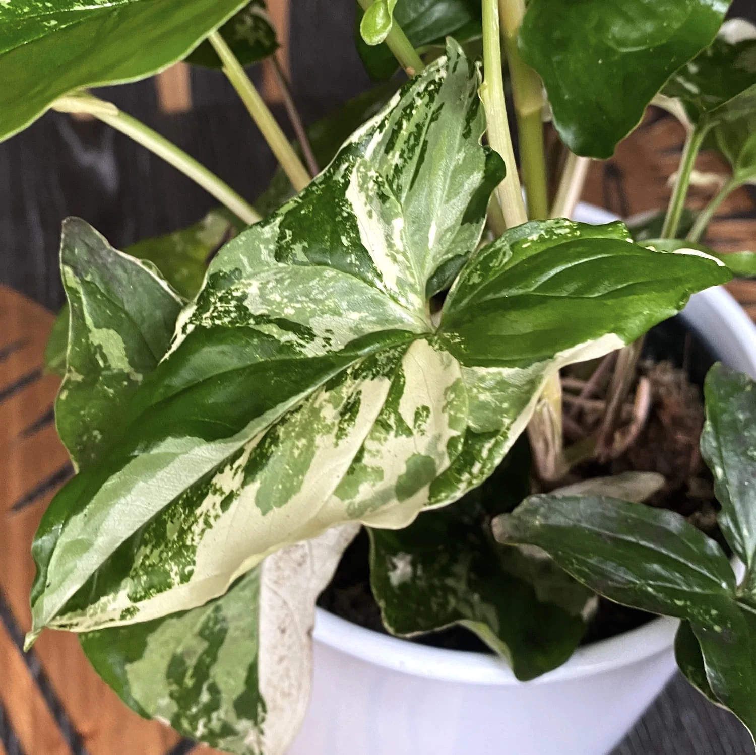 Syngonium podophyllum 'Variegata’ XL – 3plante/ghiveci
