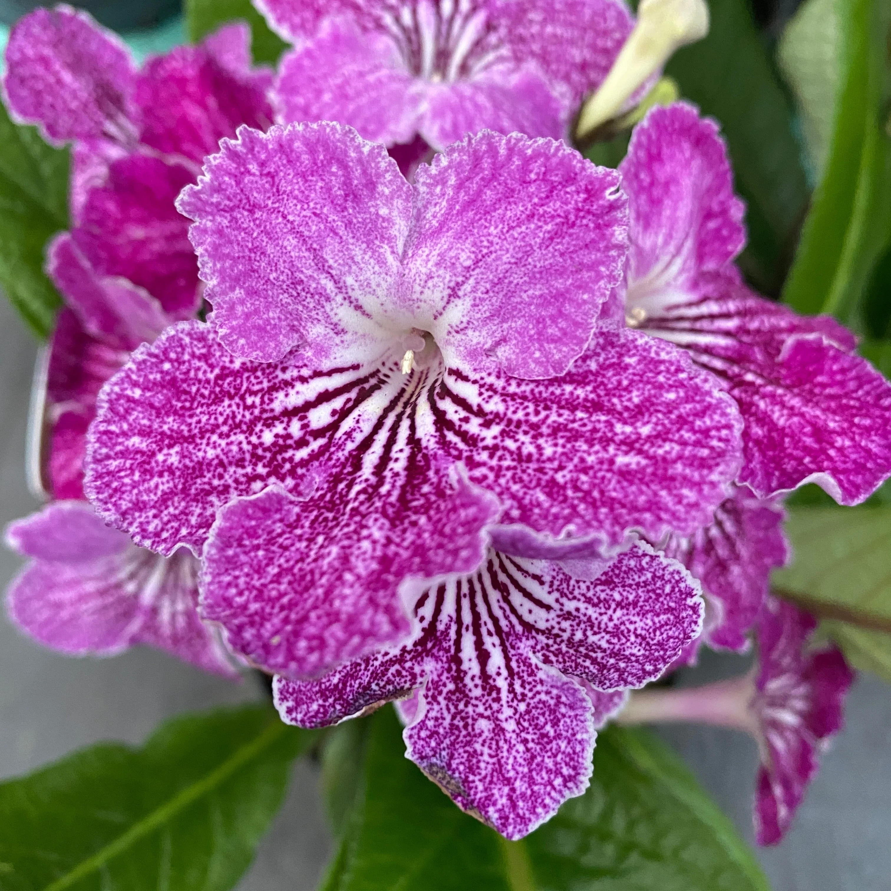 Streptocarpus 'Carina’