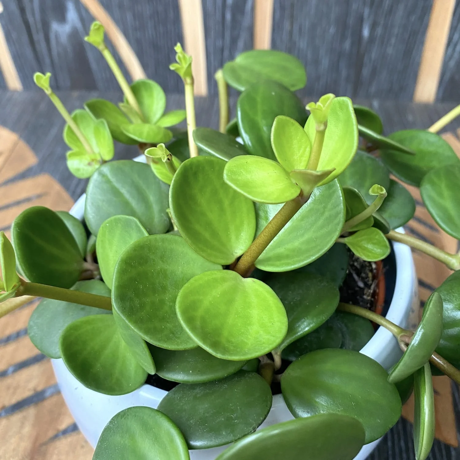 Peperomia tetraphylla 'Hope’ – 3 plante/ghiveci