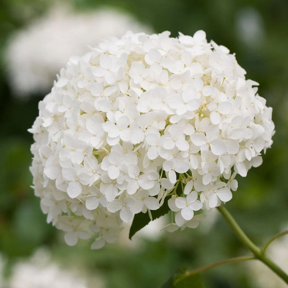 Hortensie de gradina – Hydrangea aborescens 'Annabelle’