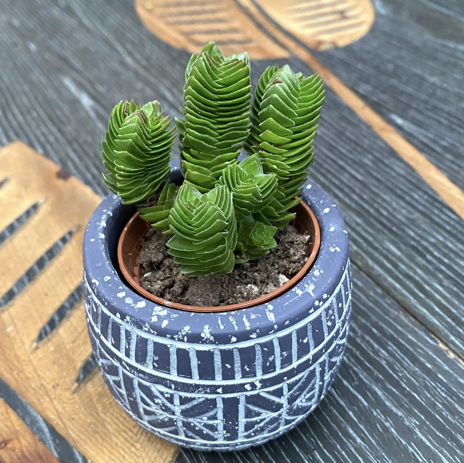 Crassula Buddha’s Temple 3pp