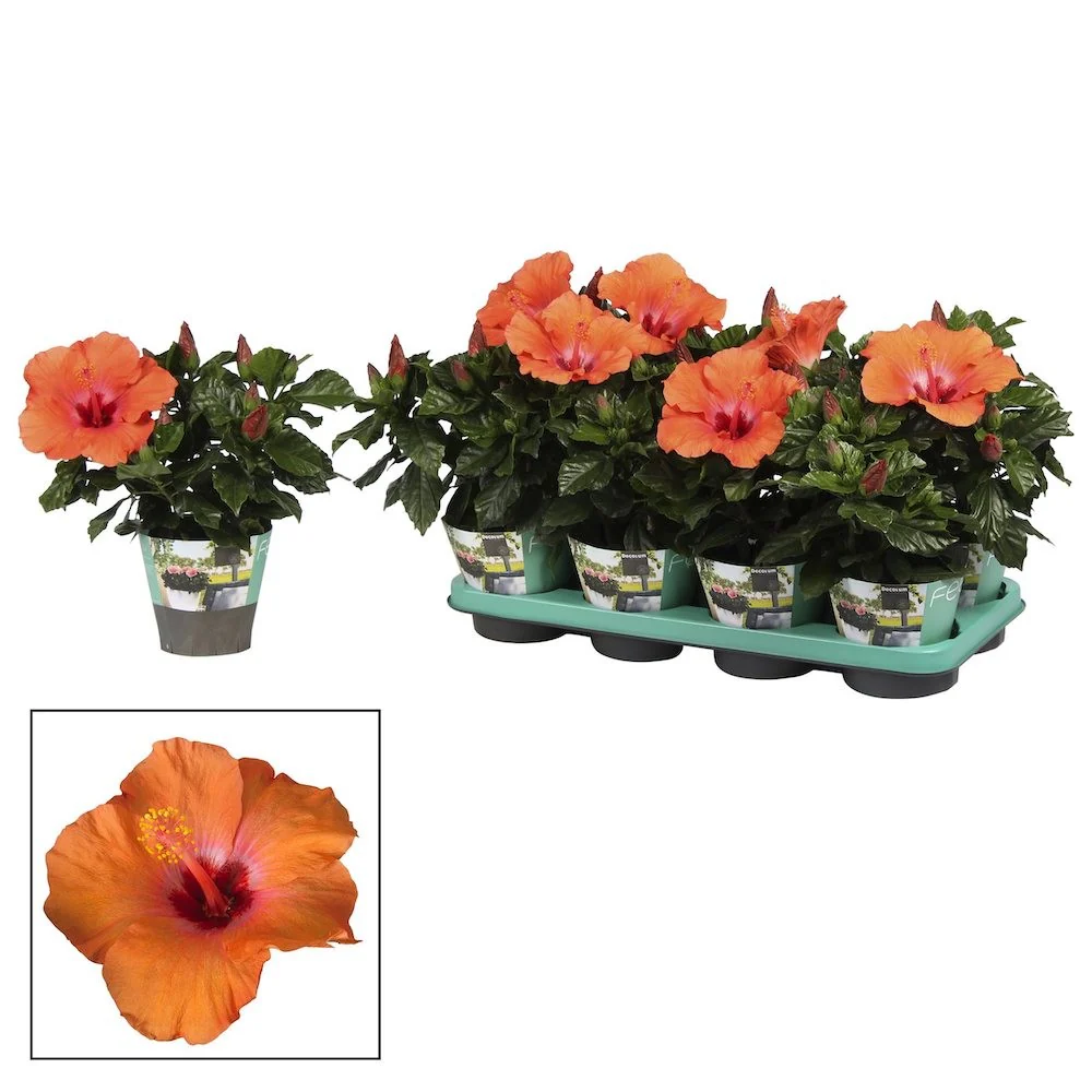 Hibiscus rosa-sinensis Circus – trandafir japonez cu floarea mare