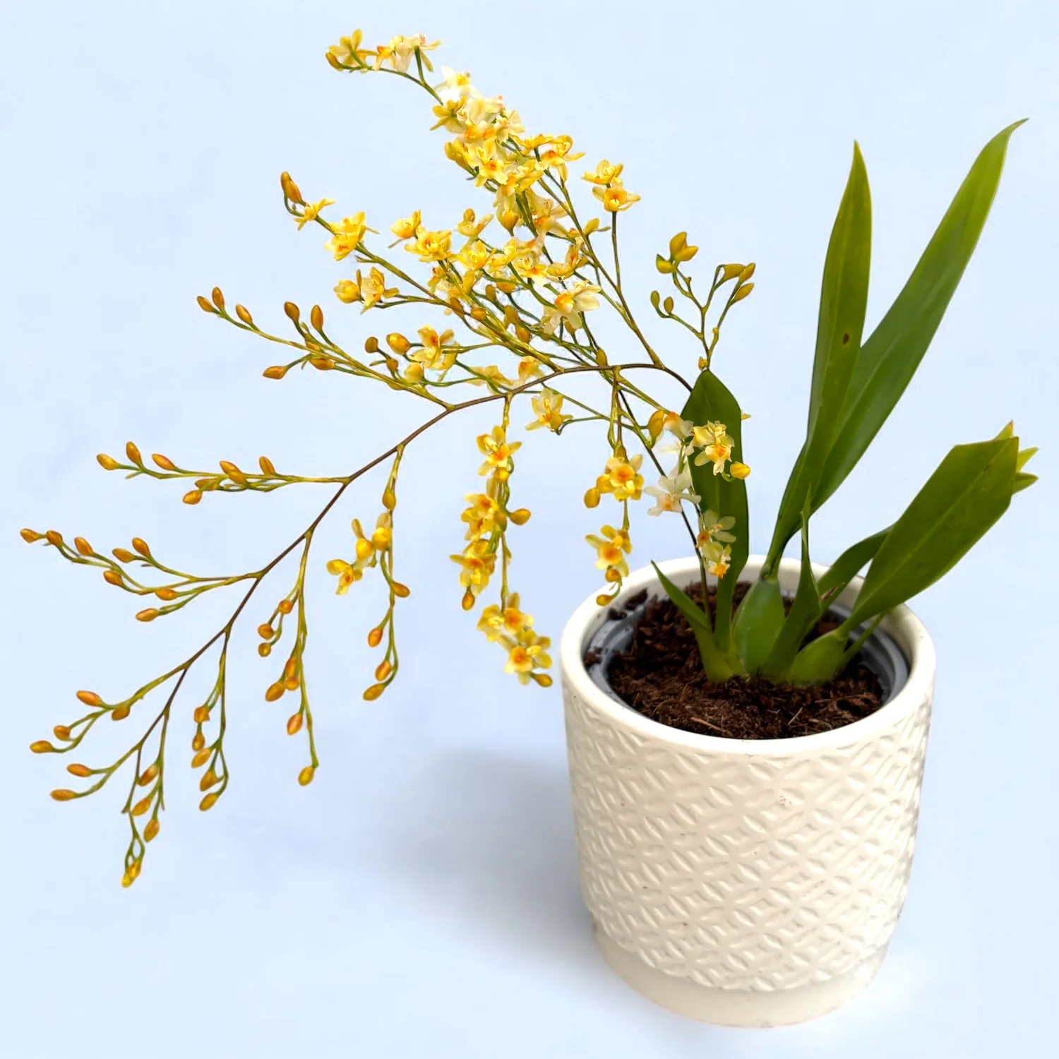 Oncidium Twinkle 'Fragrance Fantasy’ – flori albe parfumate