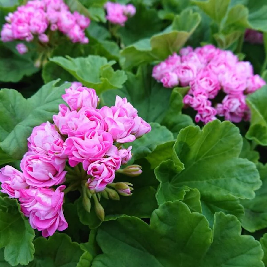 Muscata trandafir – Pelargonium Royal Rosebud 'Prinsesse Filippa’